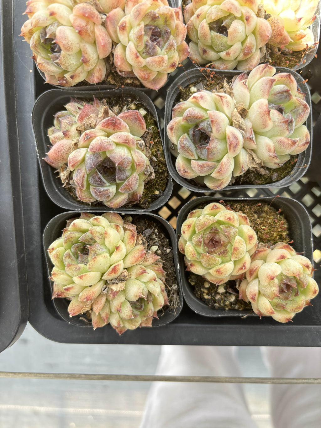 E087 レッドスジョン エケベリア