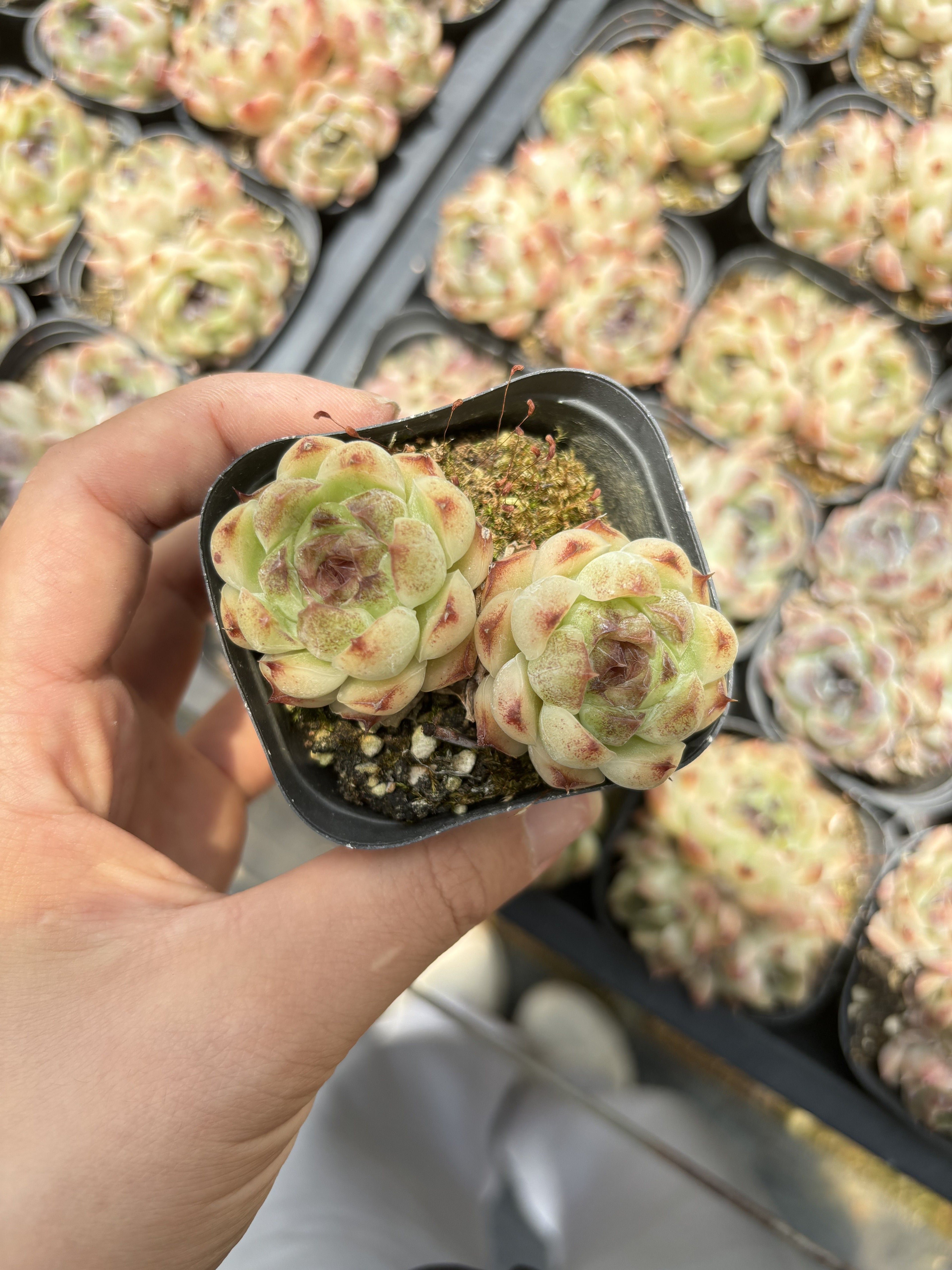 E087 レッドスジョン エケベリア