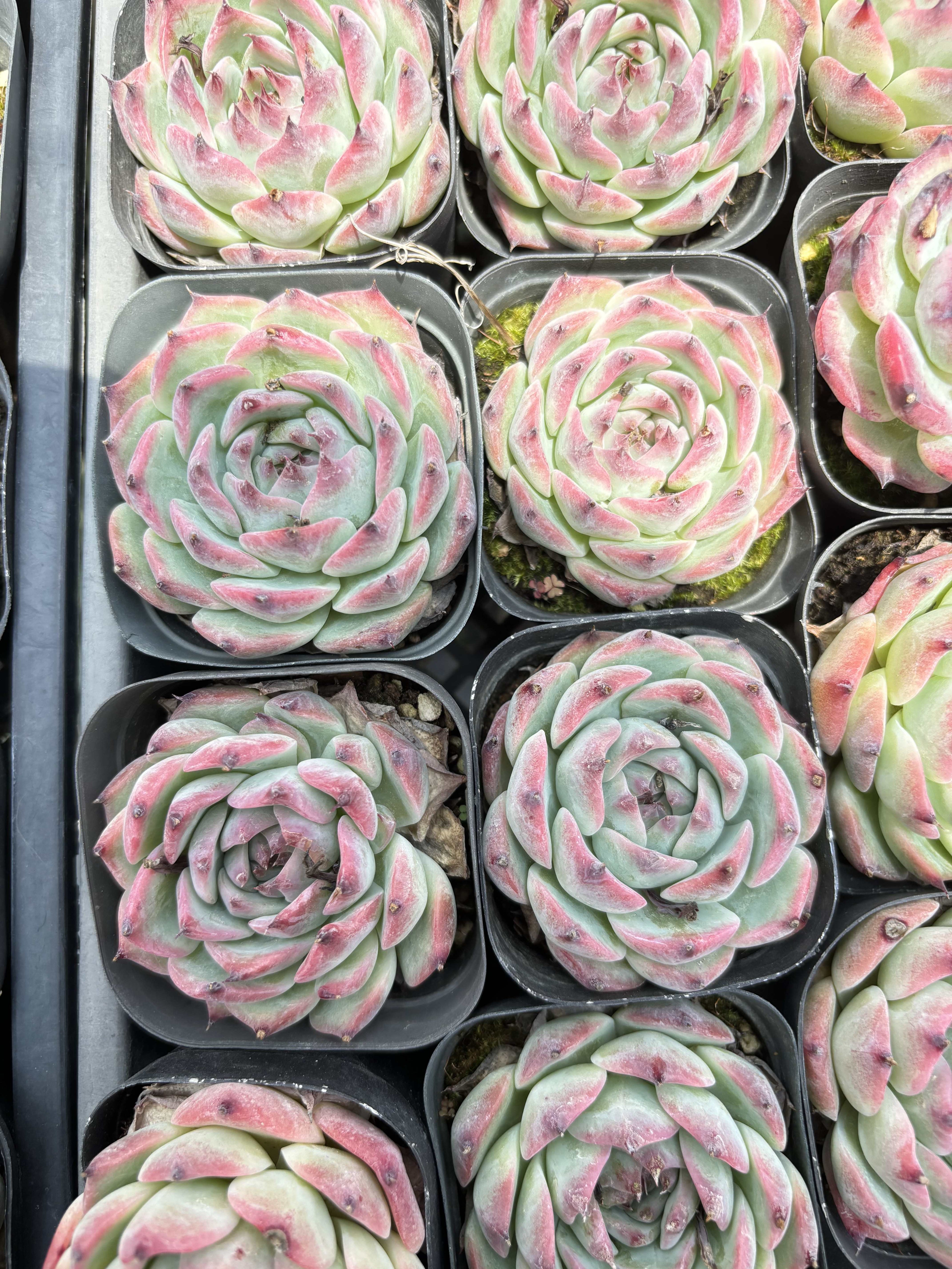 E089 コロラタ エケベリア