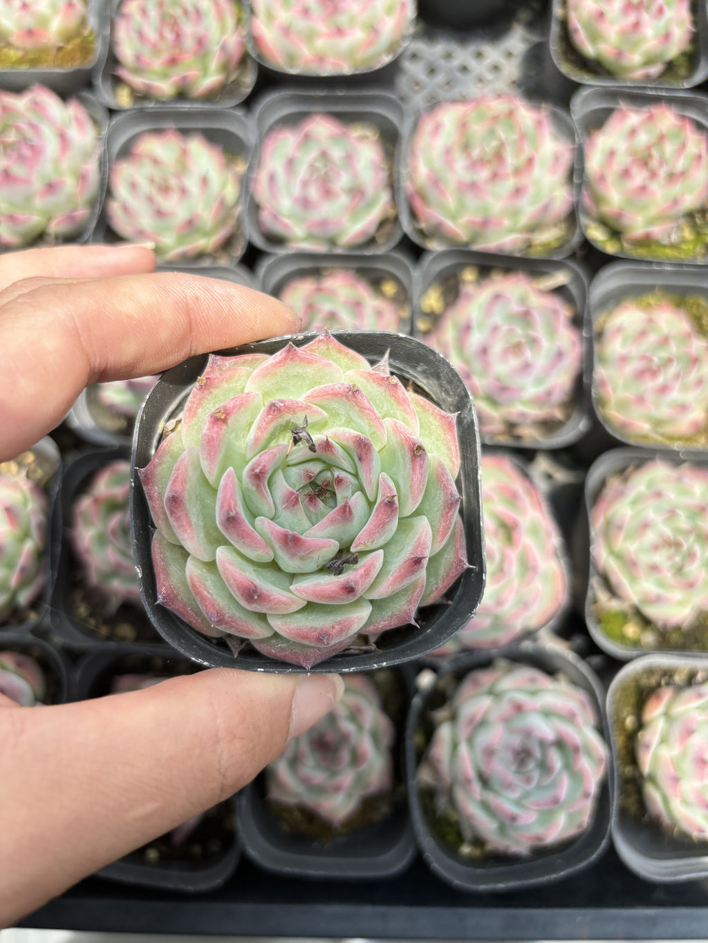 E089 コロラタ エケベリア