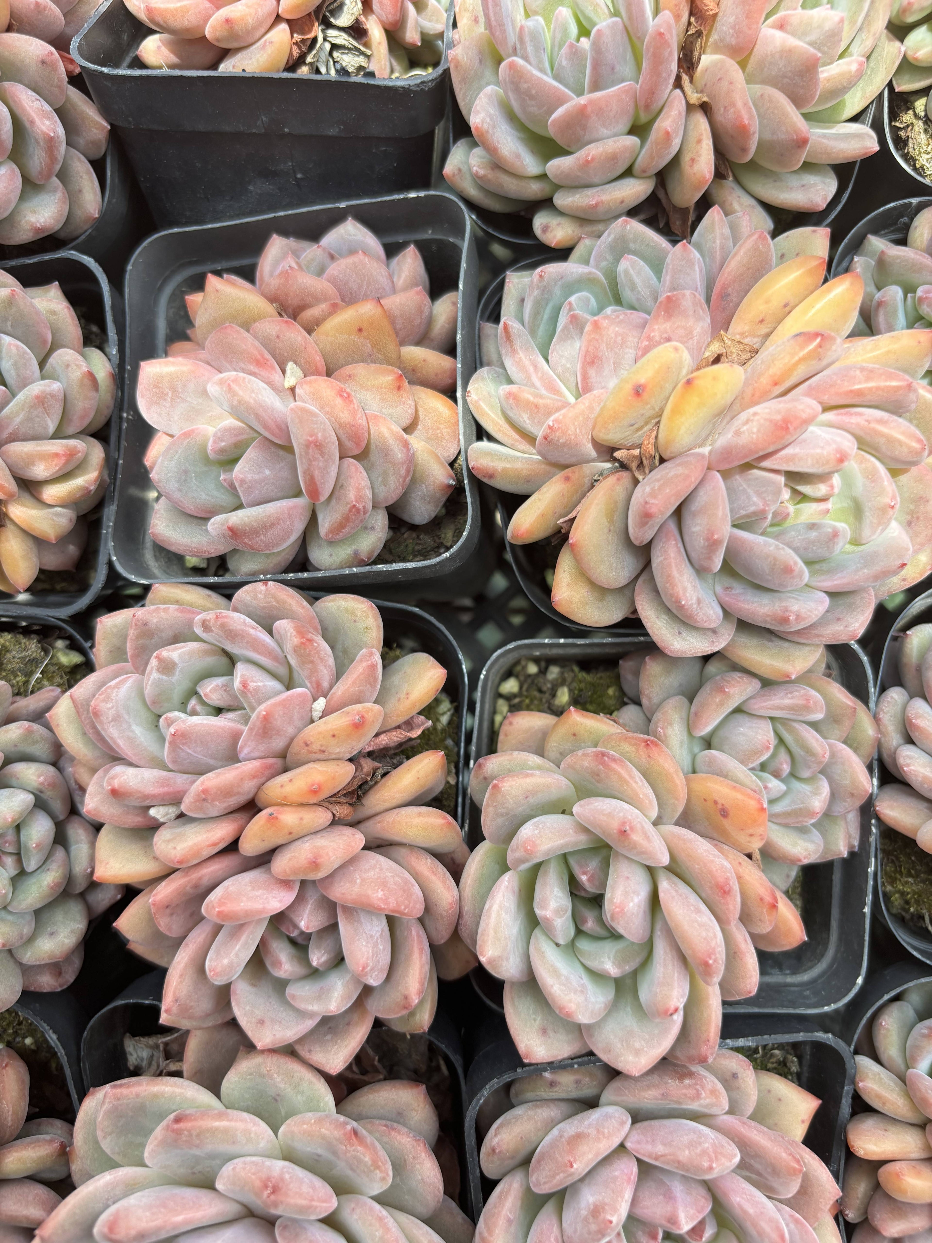 E090  アリエル エケベリア