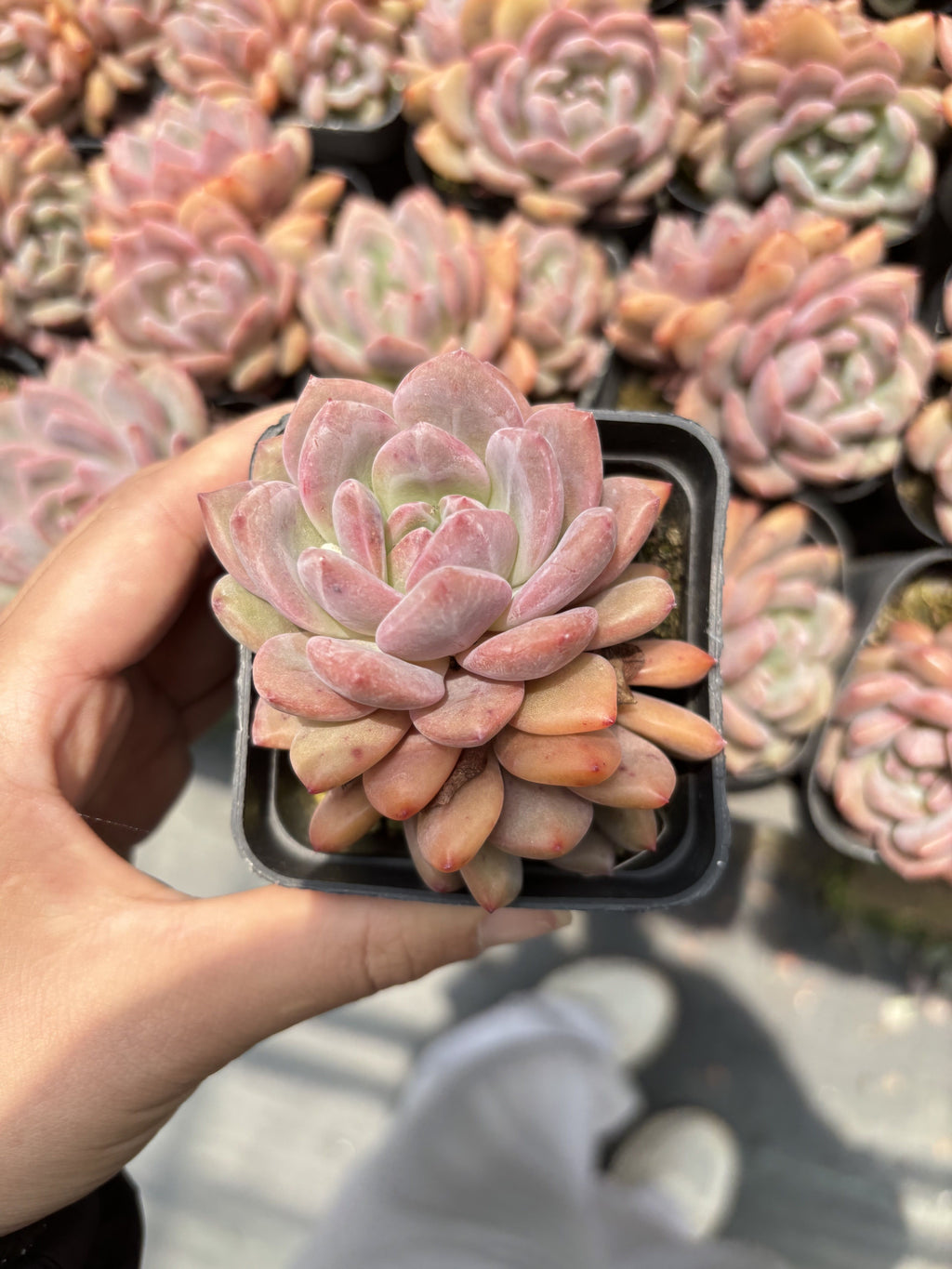 E090  アリエル エケベリア