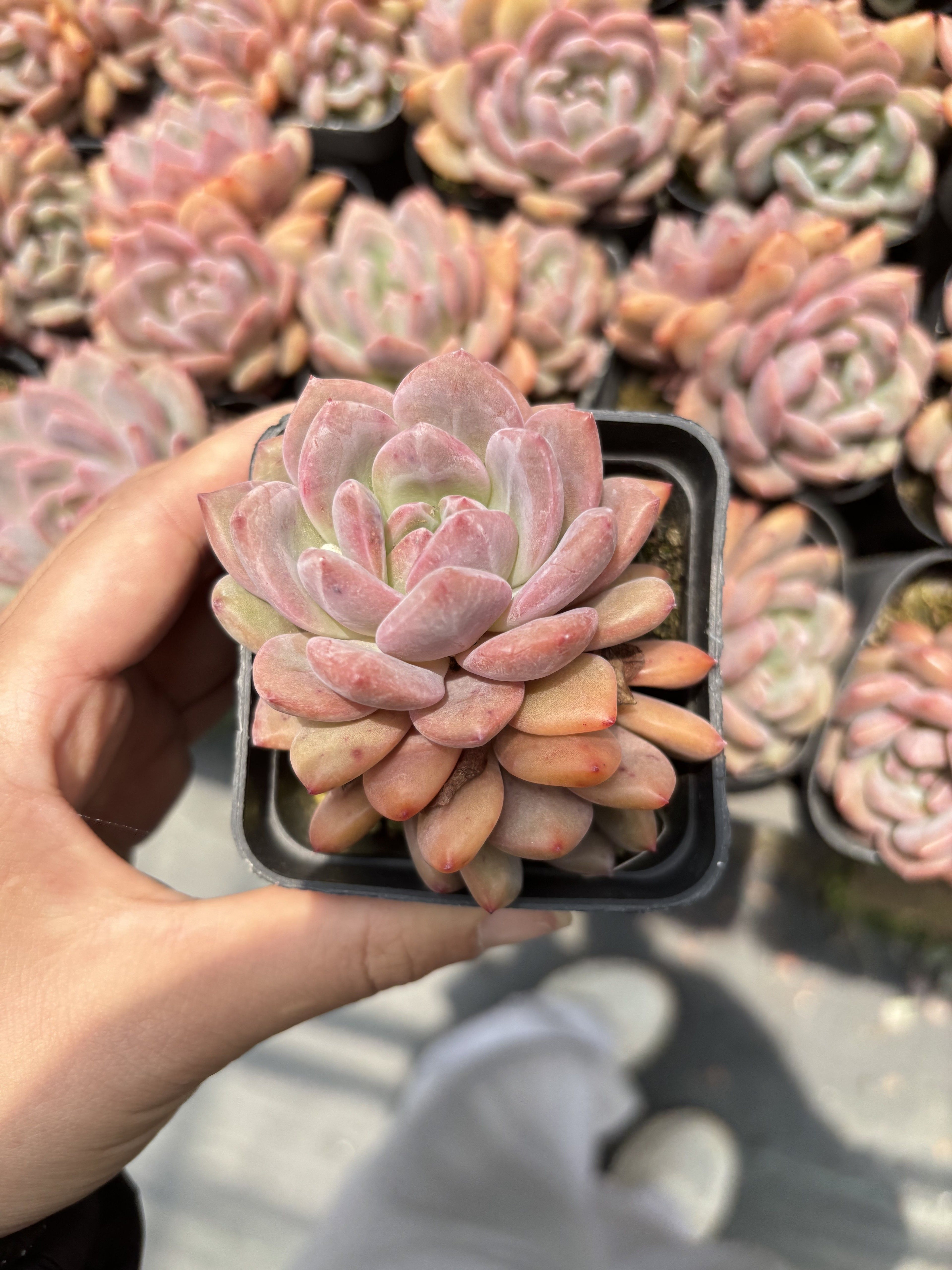 E090  アリエル エケベリア