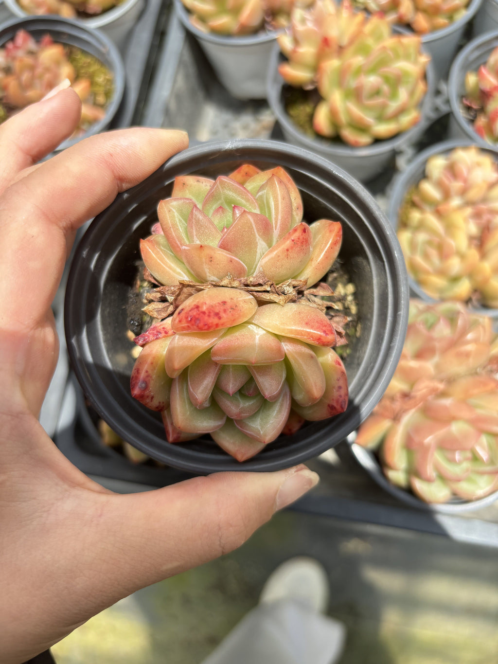 E093  シャンパン エケベリア