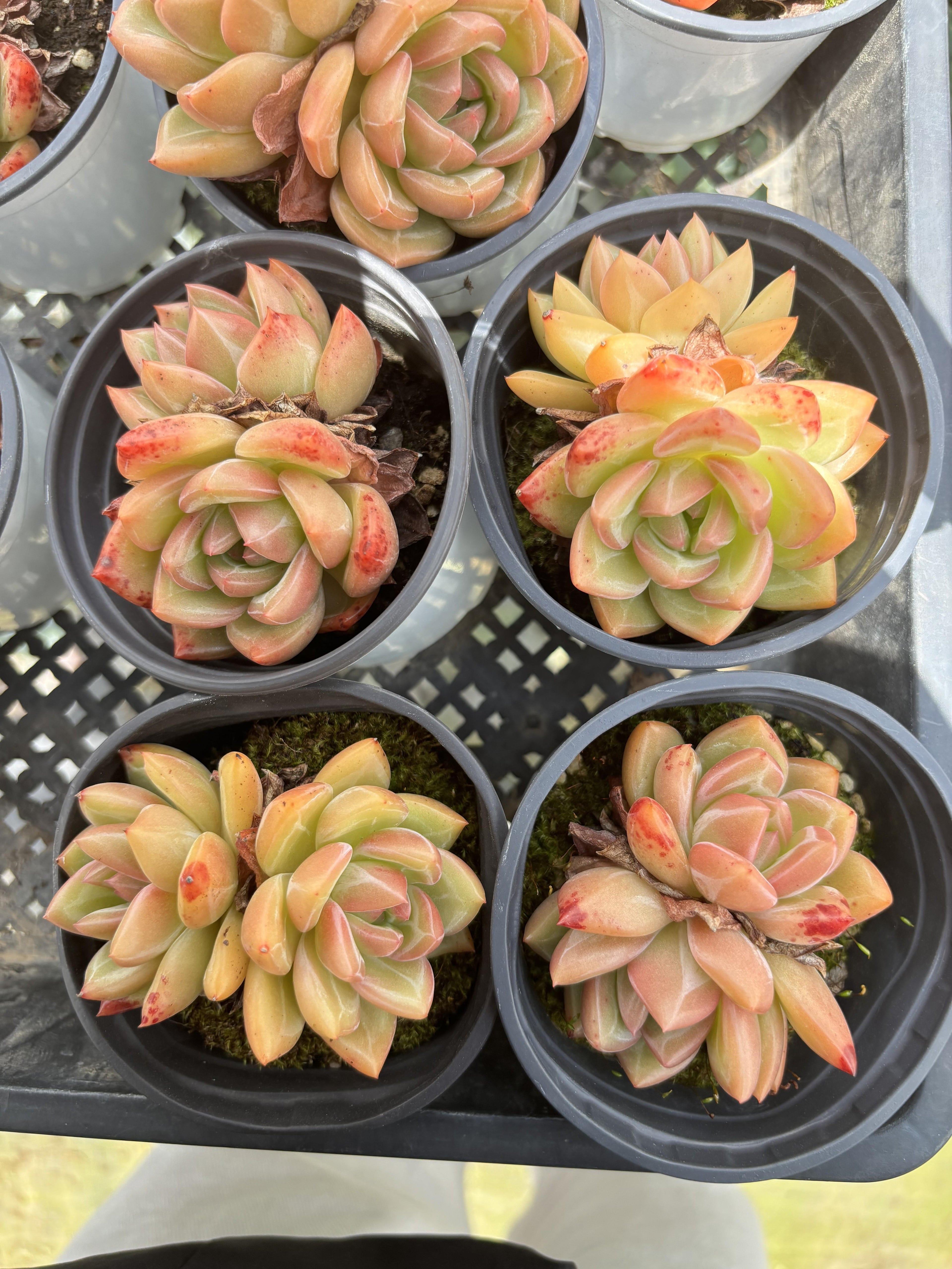 E093  シャンパン エケベリア