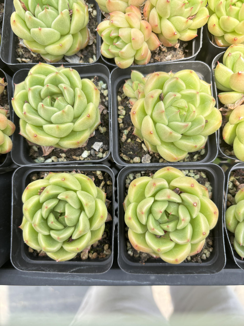 E096 グリーンジェード エケベリア