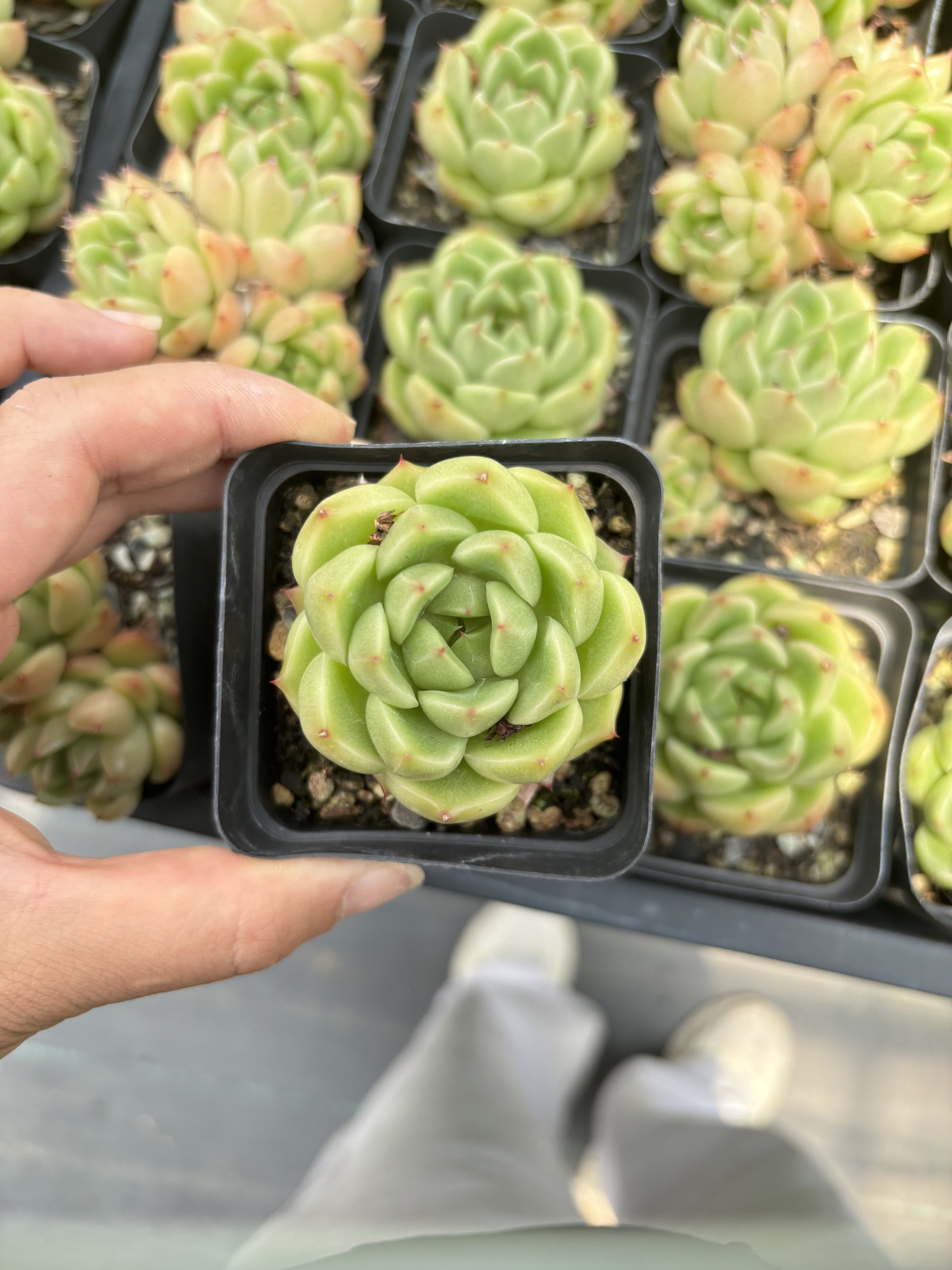 E096 グリーンジェード エケベリア