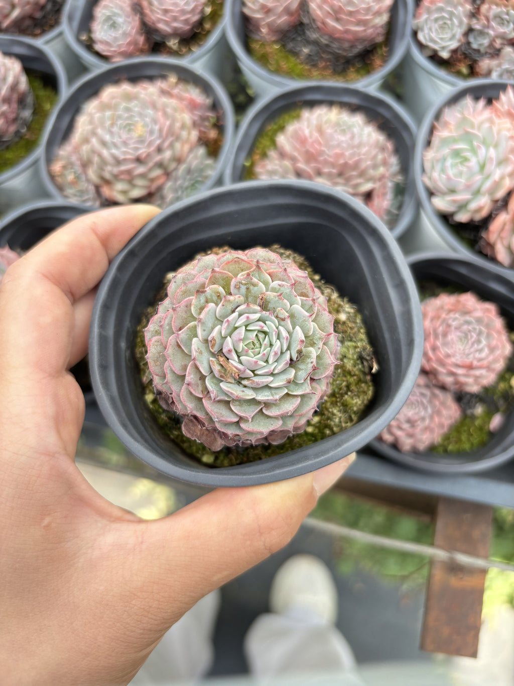 E101 スプ・ピンホイール エケベリア