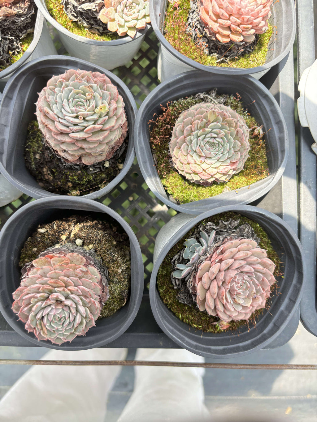 E101 スプ・ピンホイール エケベリア