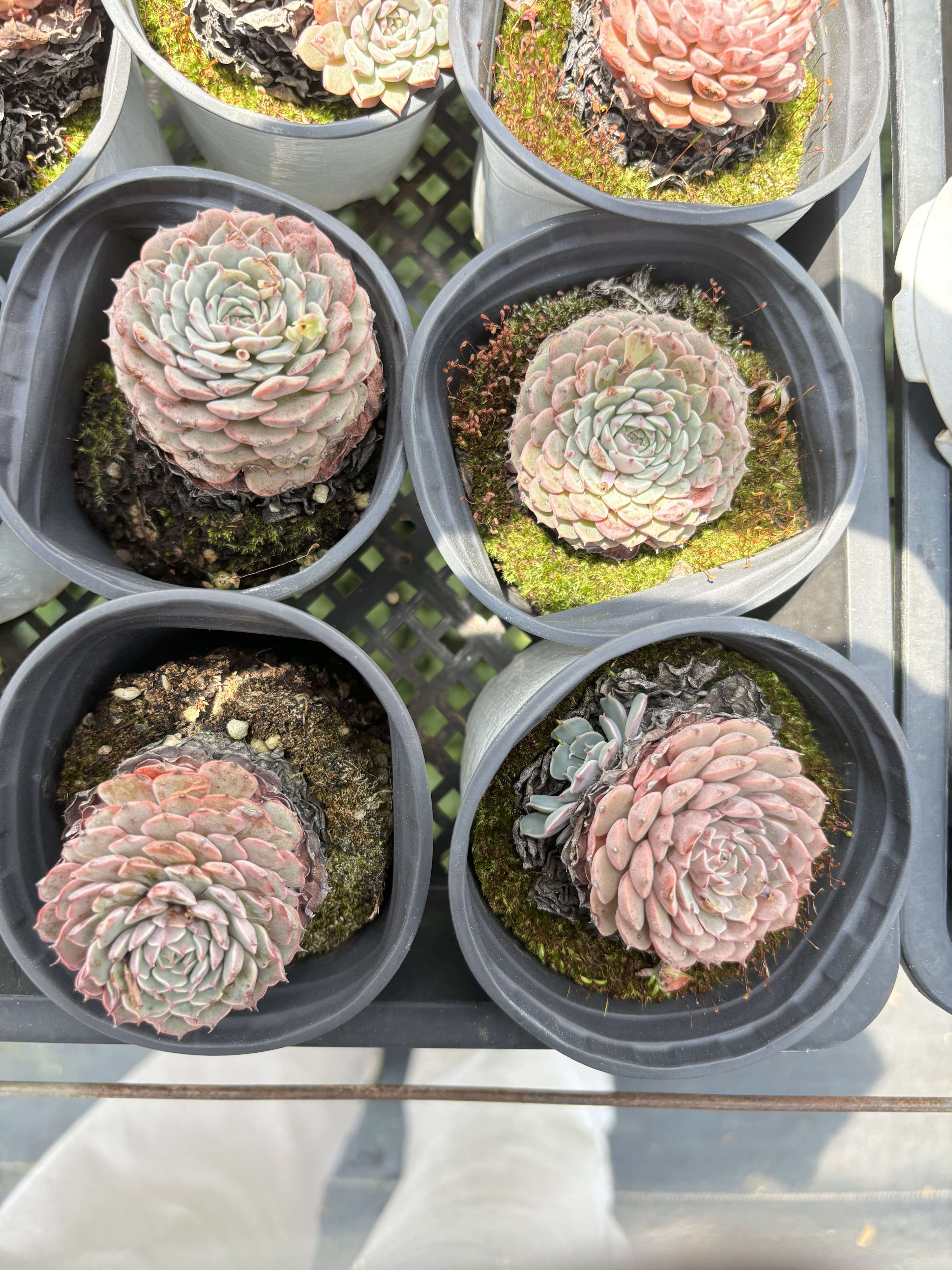 E101 スプ・ピンホイール エケベリア