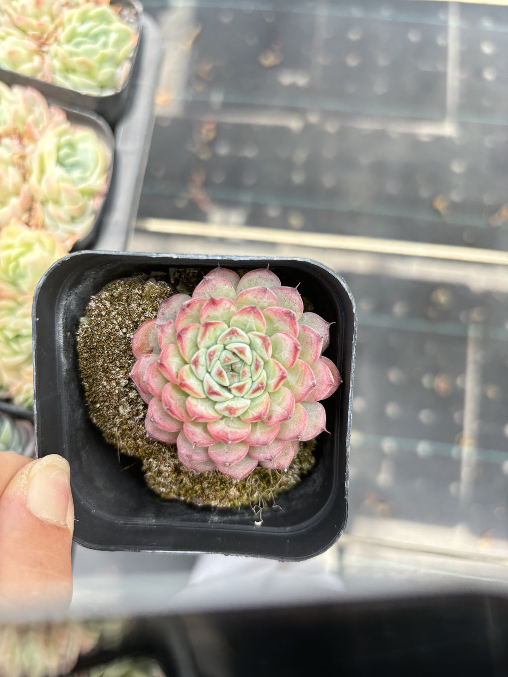 E103 ブルーミニマ エケベリア