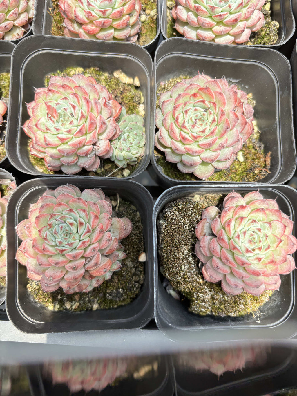 E103 ブルーミニマ エケベリア