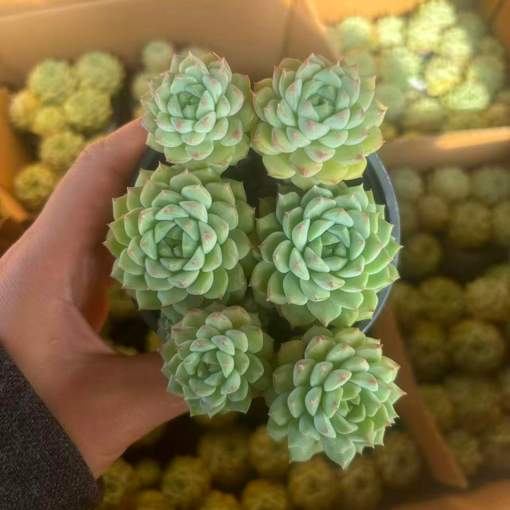 E104 エケベリア・パンダフェイス (（鉢物）