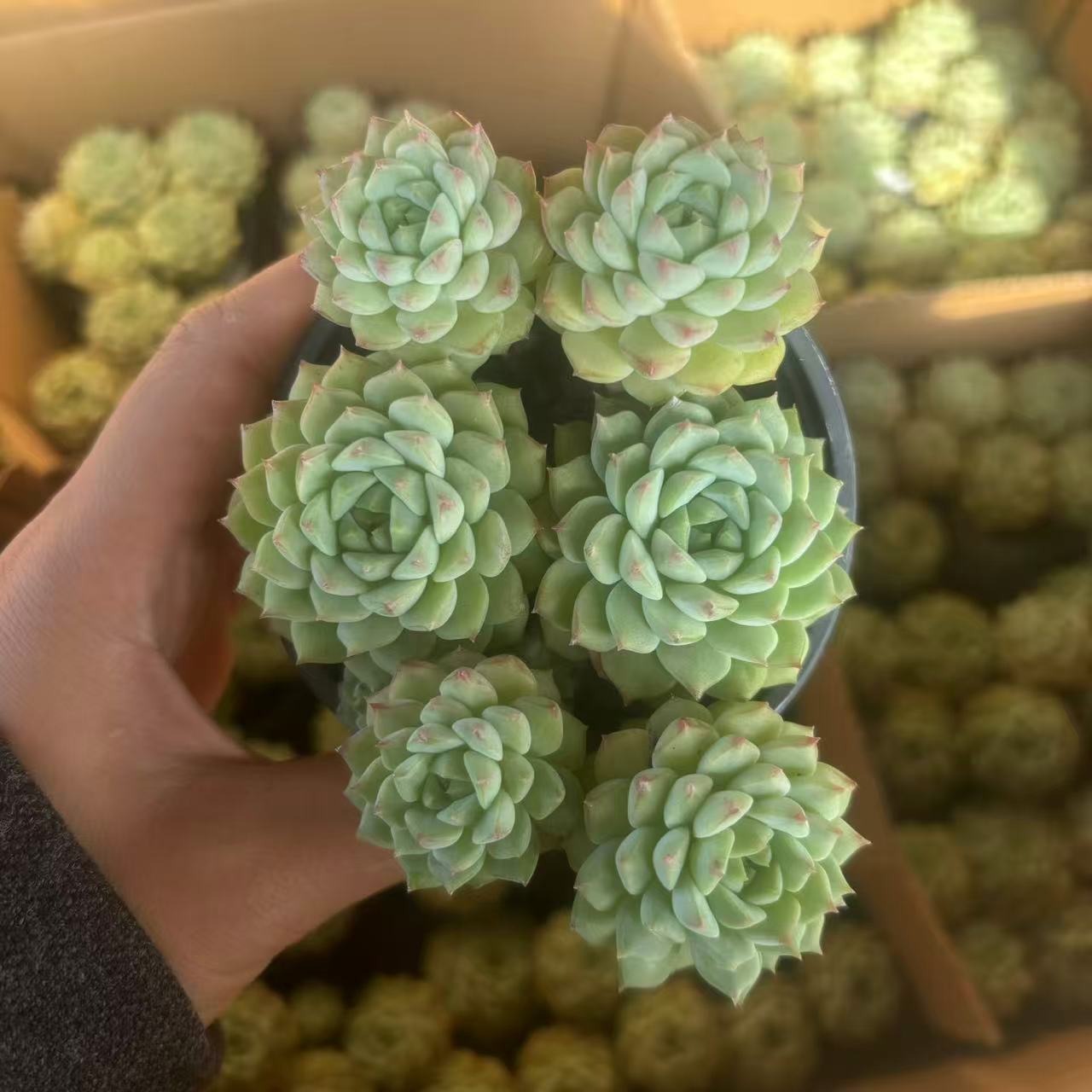 E104 エケベリア・パンダフェイス (（鉢物）