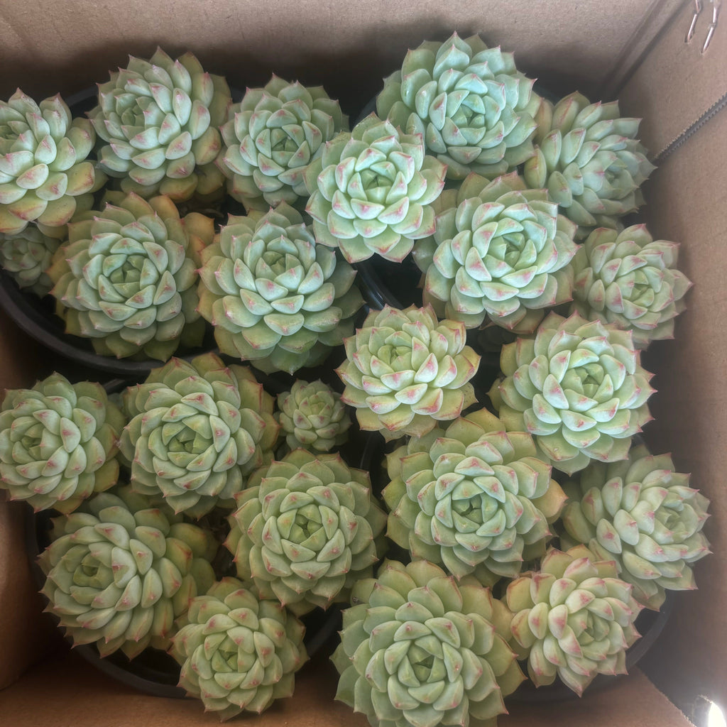 E104 エケベリア・パンダフェイス (（鉢物）