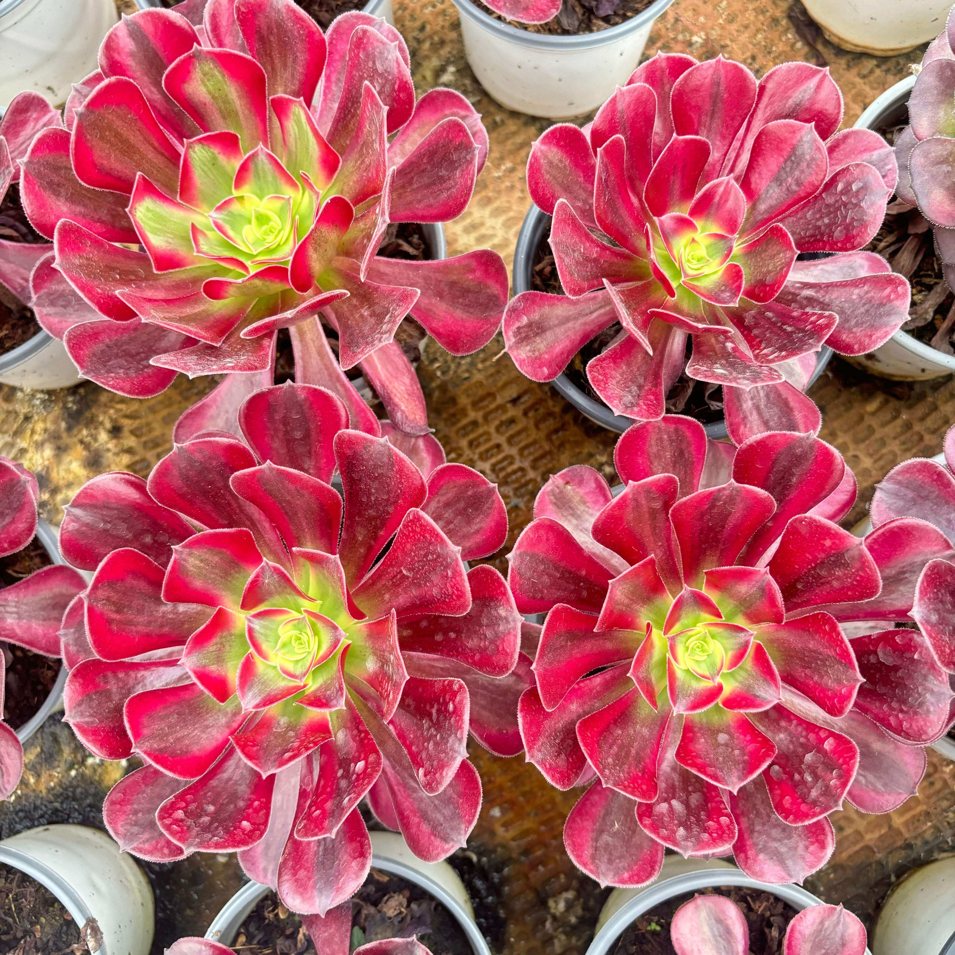 CF001 メデューサ 斑入り　アエオニウ