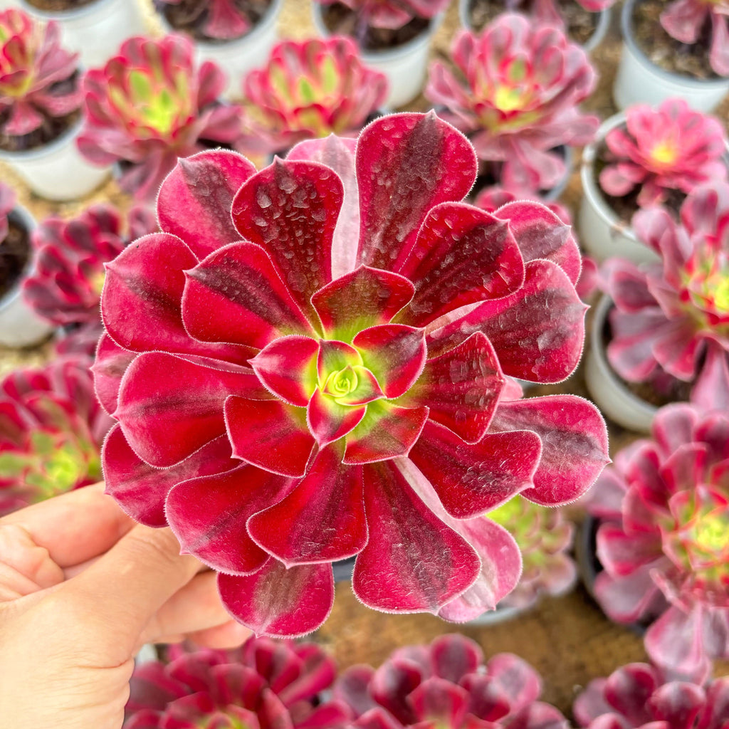 CF001 メデューサ 斑入り　アエオニウ