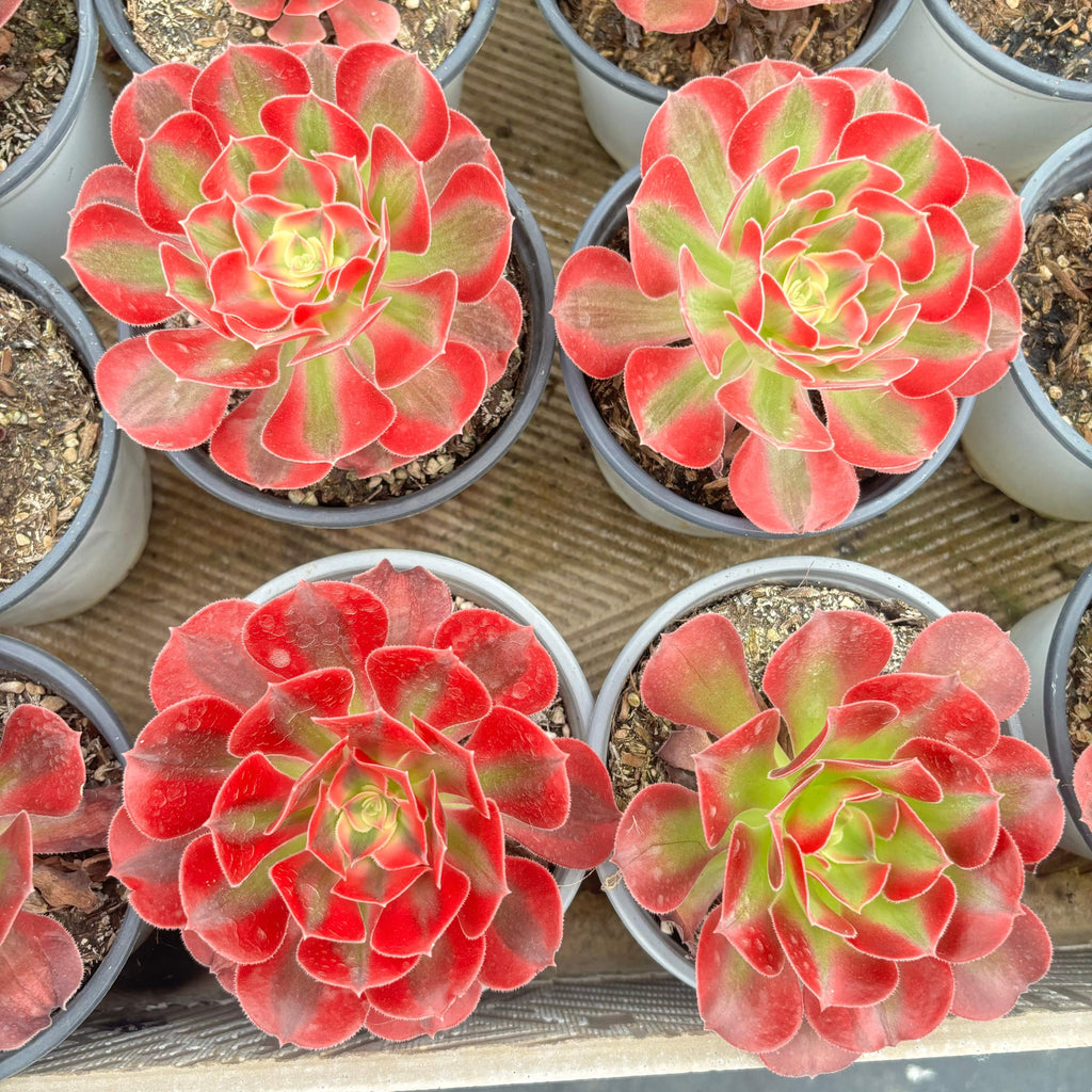 CF002 ウィッチ 斑入り アエオニウ