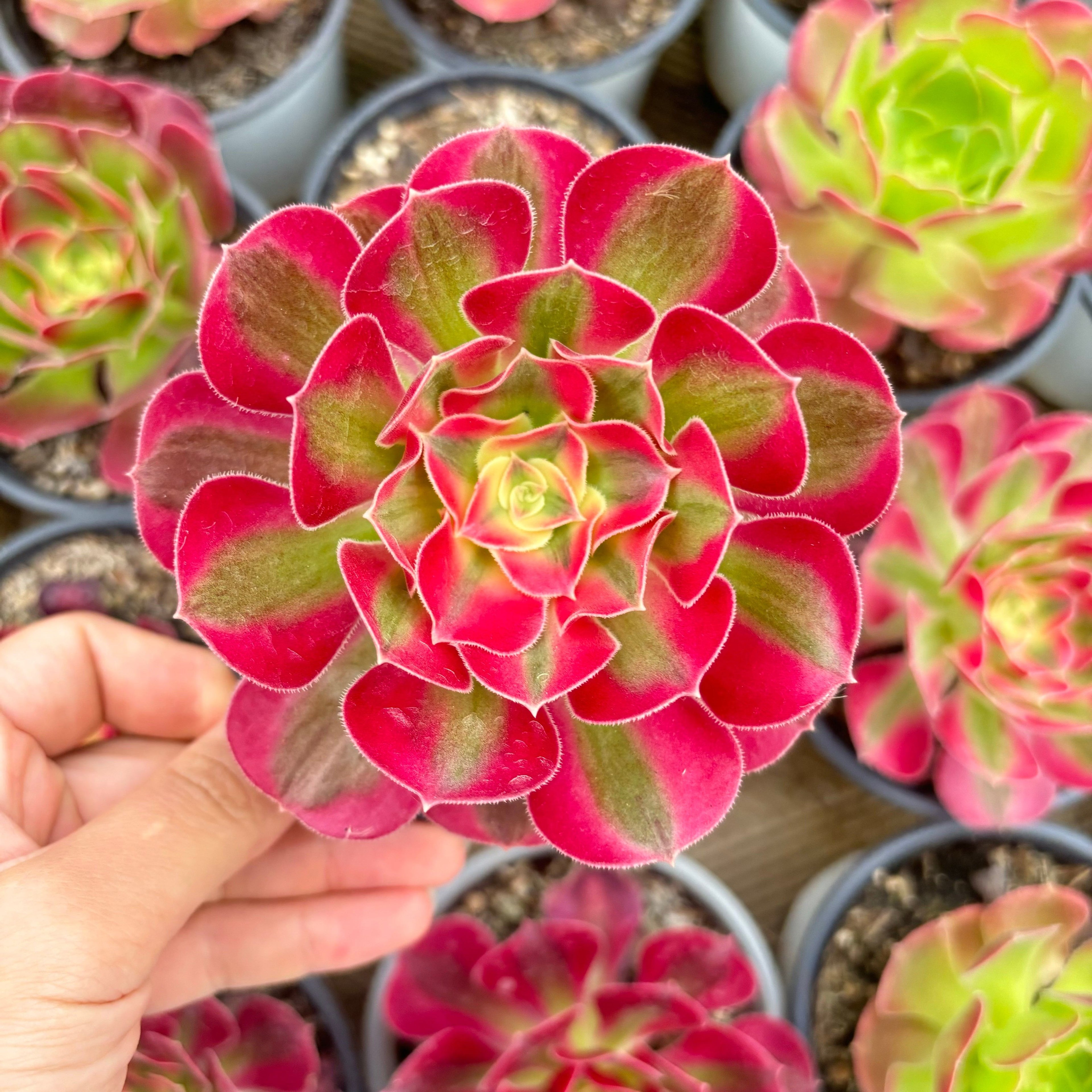 CF002 ウィッチ 斑入り アエオニウ