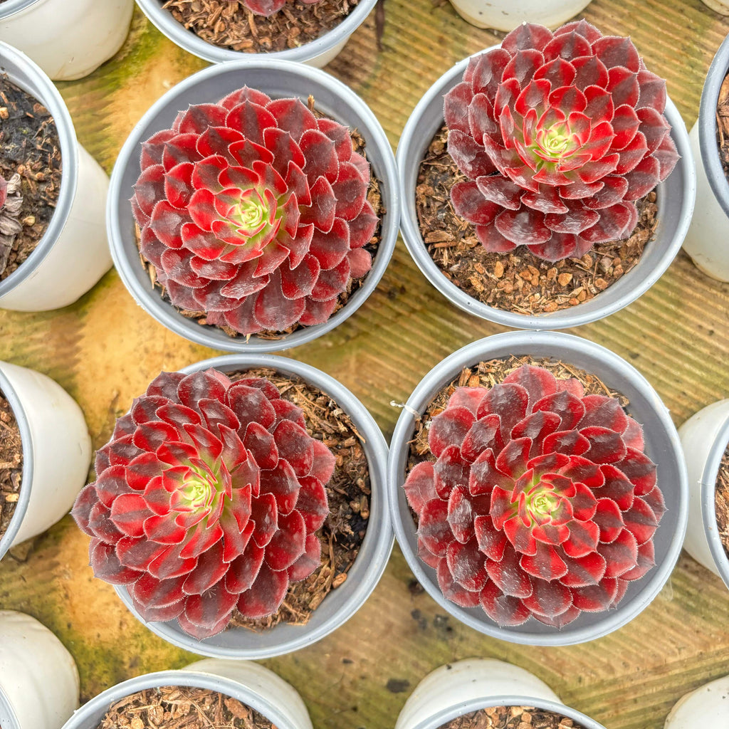 F003 エケベリア ルボレウム ズワルトキン 錦