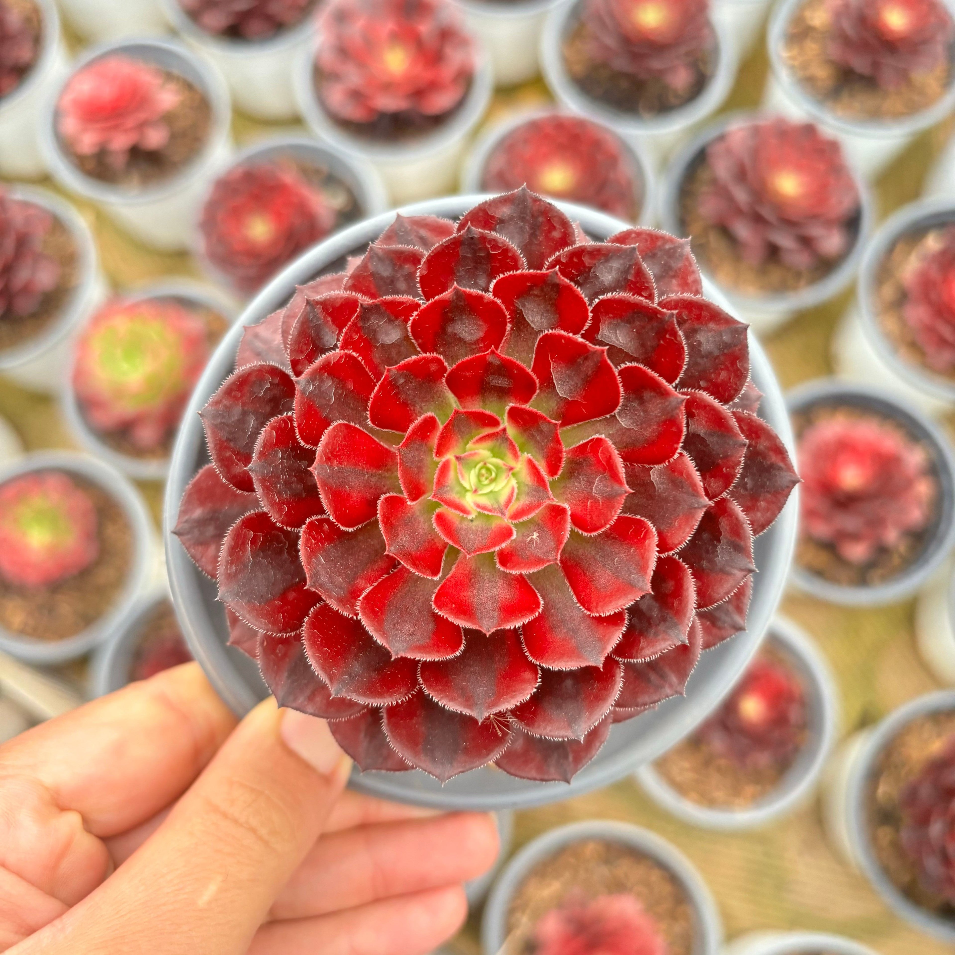 F003 エケベリア ルボレウム ズワルトキン 錦