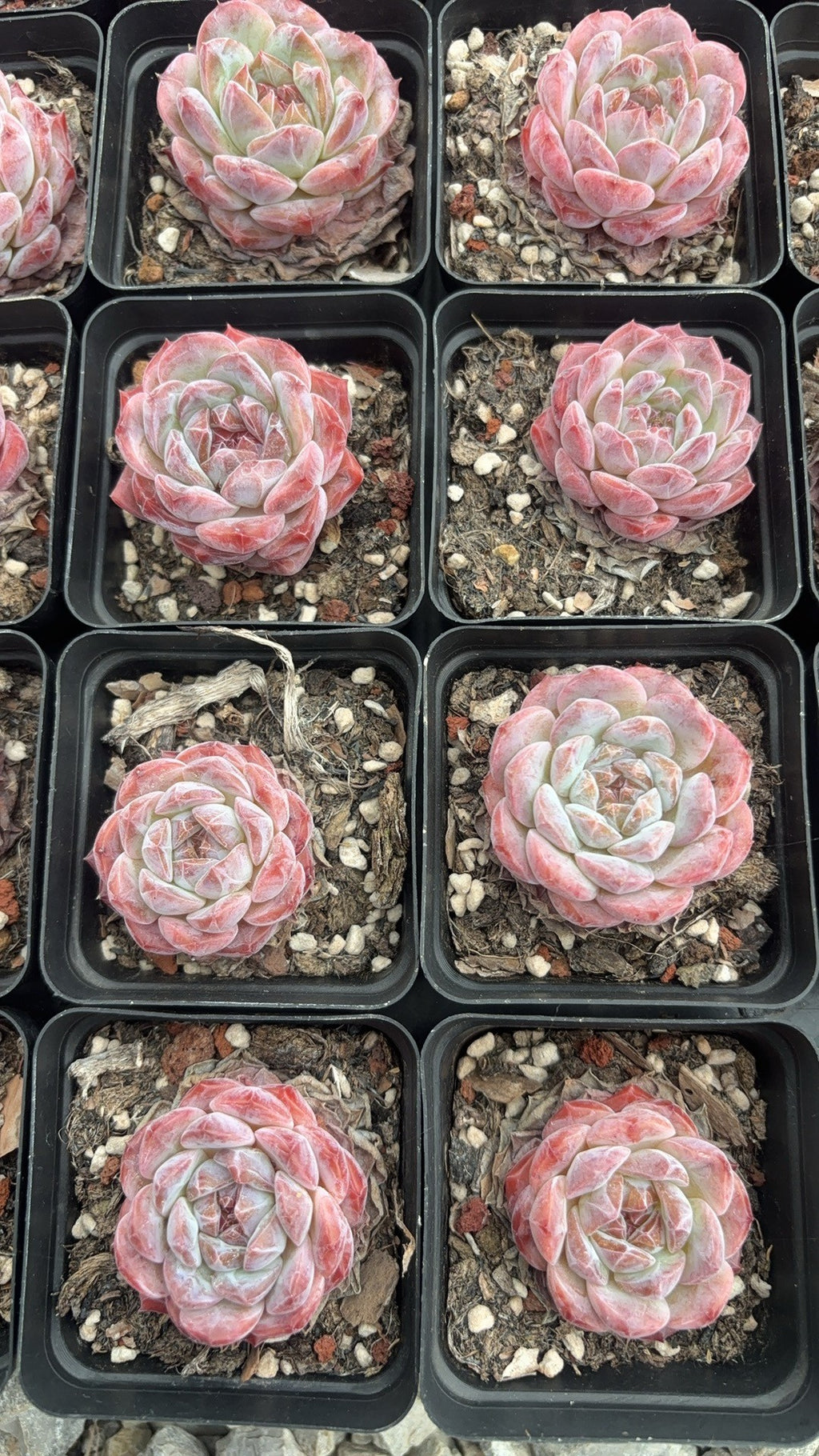 F007 シュガークリスタル エケベリア