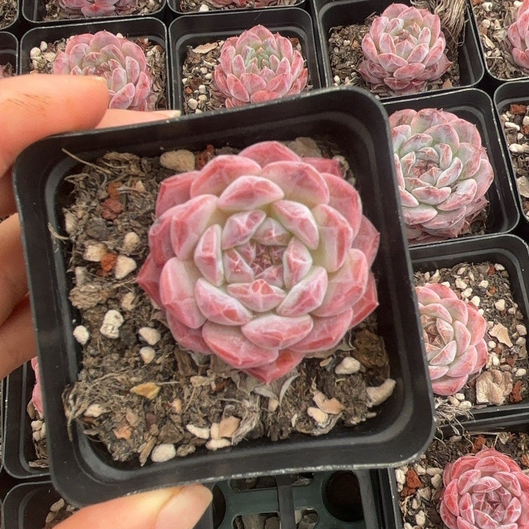 F007 シュガークリスタル エケベリア