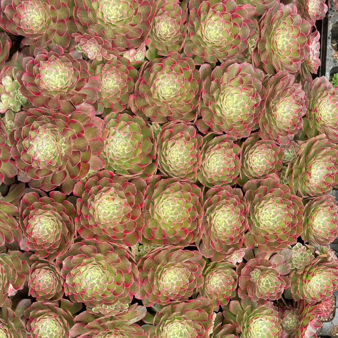 CF009 ロゼット アエオニウム