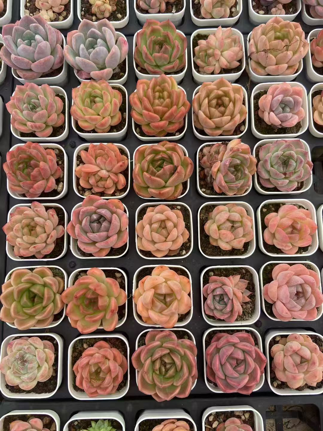 CF010 ヒューグミリス × モンロー エケベリア