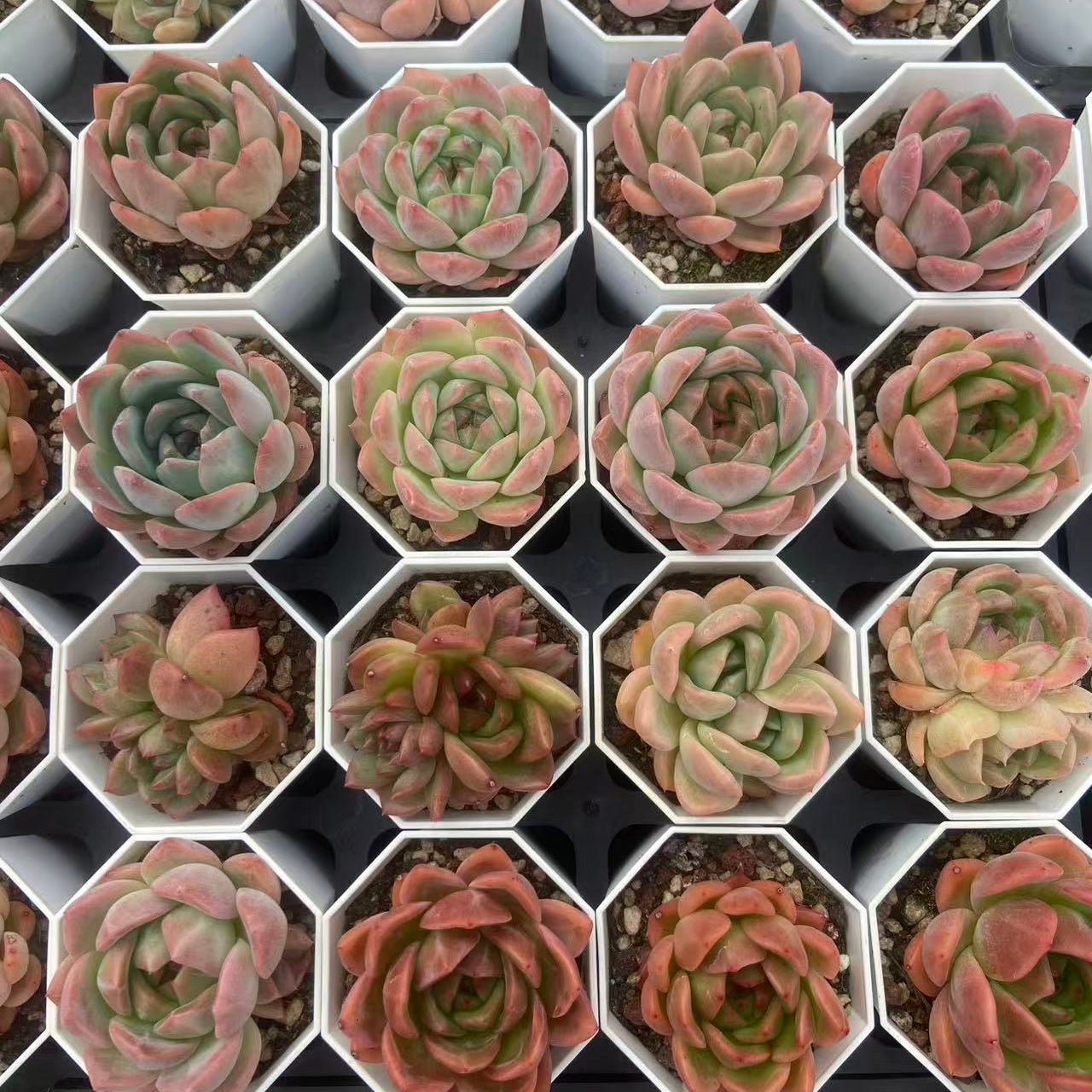 F011 アルビカンス × ヒューミルス  エケベリア