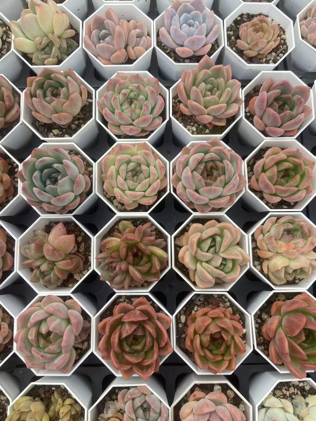 CF011 アルバ美尼× モンロー エケベリア