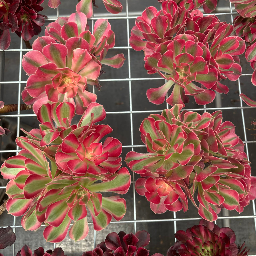 F012 エケベリア ウィッチ 錦