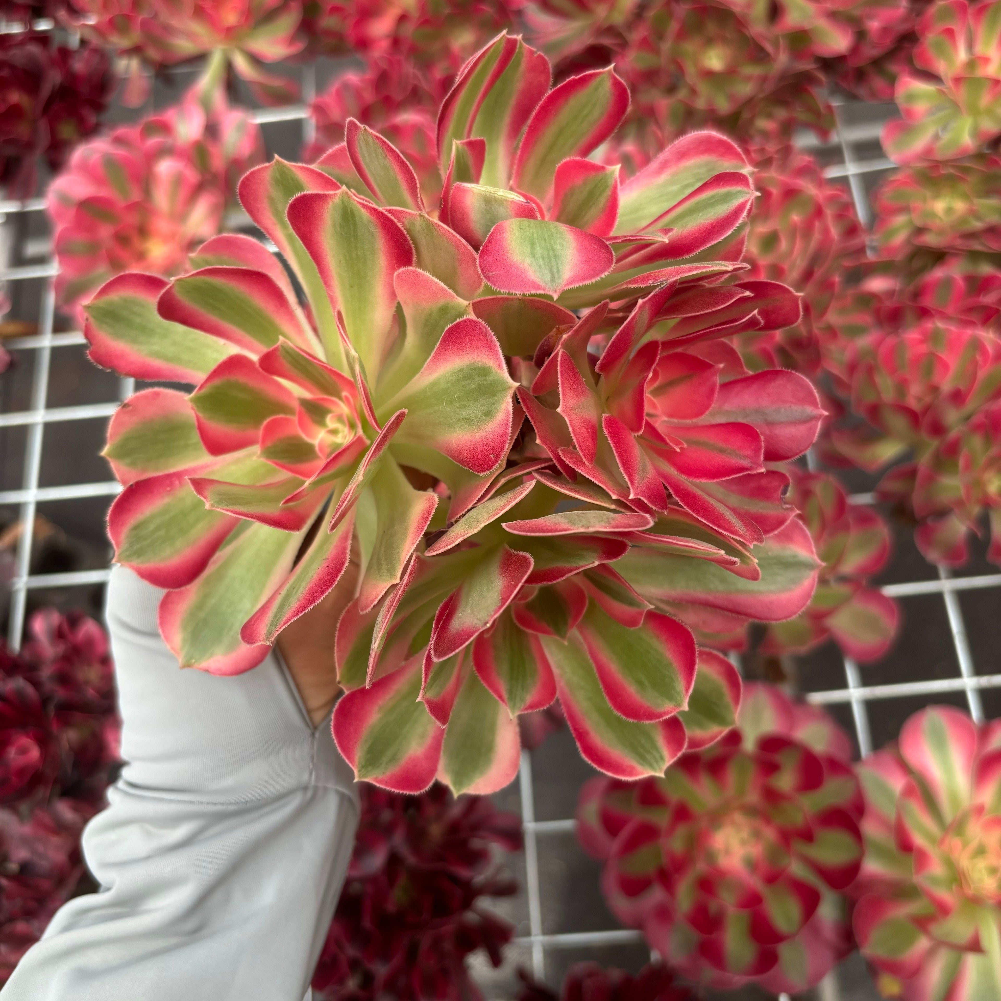 F012 エケベリア ウィッチ 錦