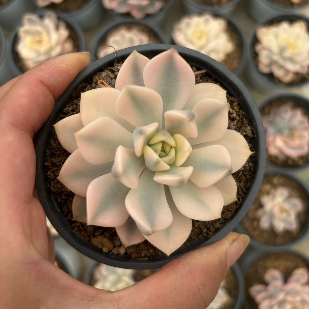 F013 エケベリア ピンクレディ ・ワイド 錦