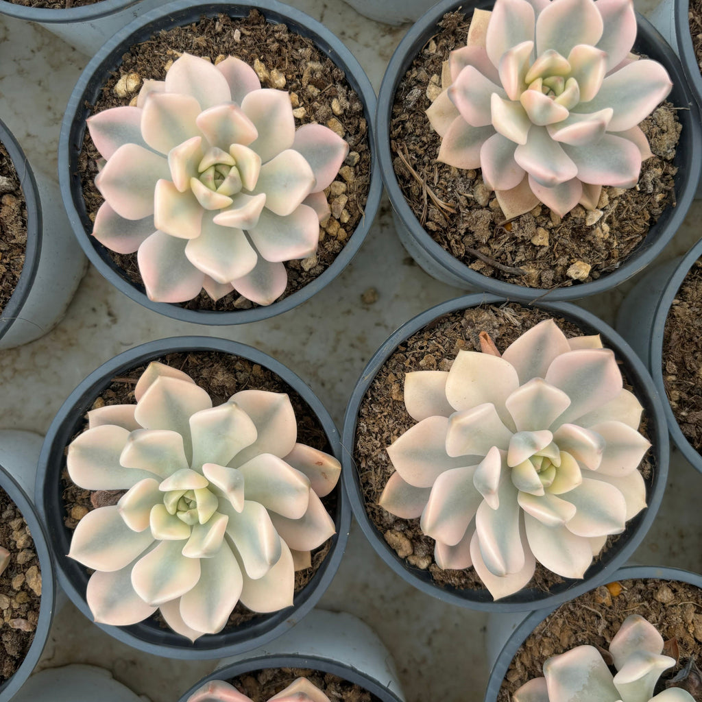 F013 エケベリア ピンクレディ ・ワイド 錦