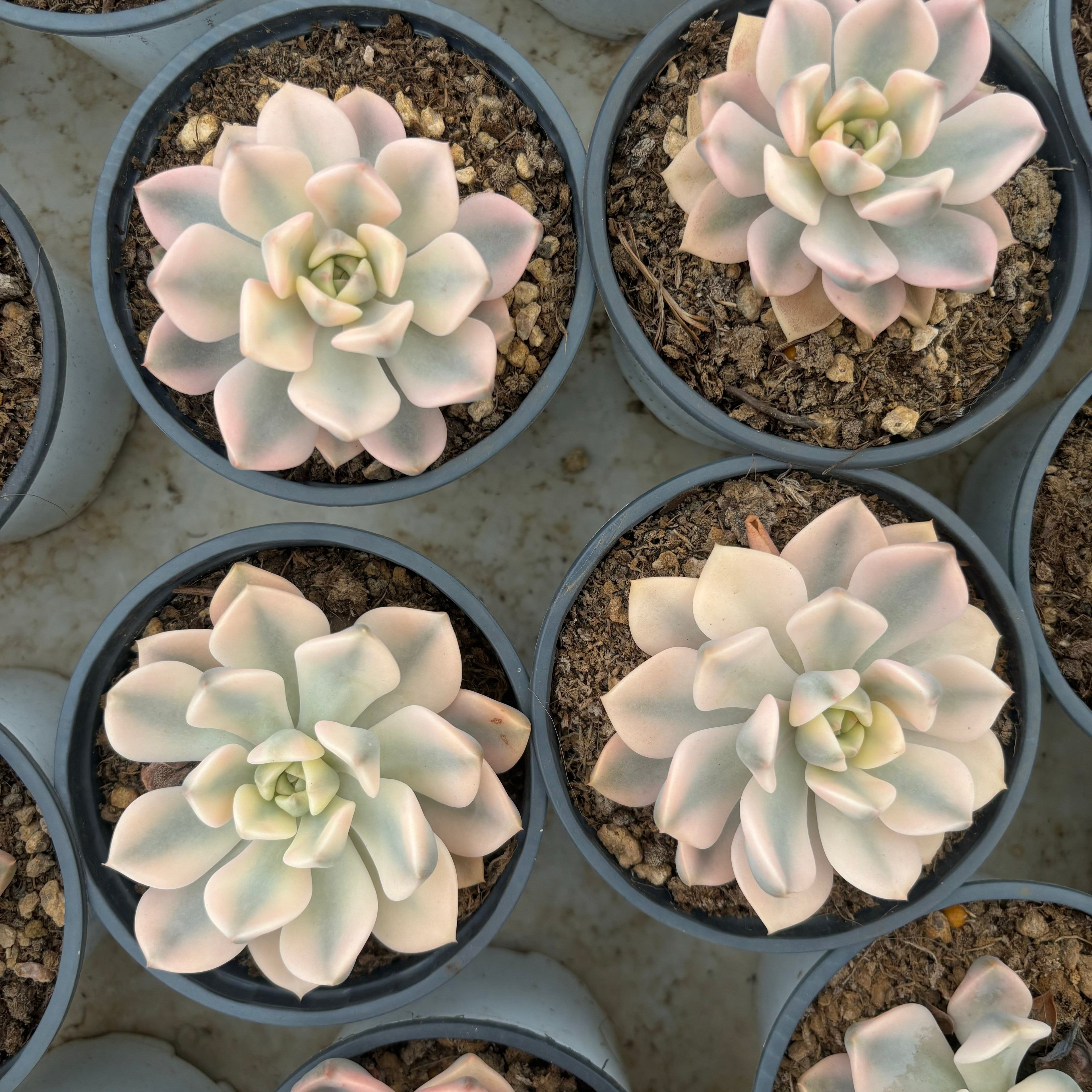 F013 エケベリア ピンクレディ ・ワイド 錦