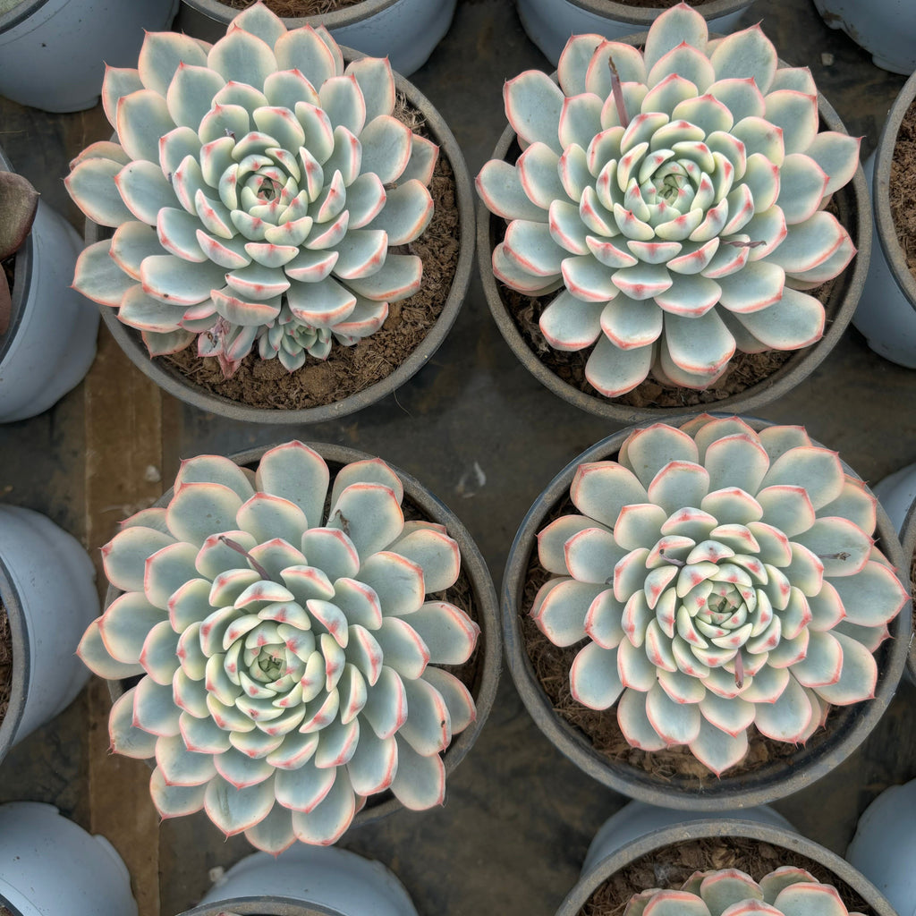 F014 ホワイトミニマ・錦  エケベリア