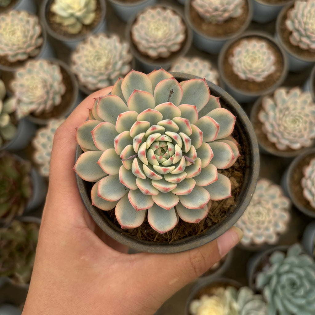 F014 ホワイトミニマ・錦  エケベリア