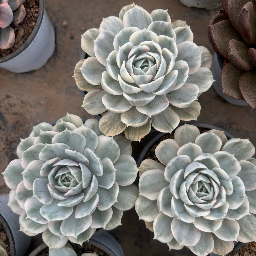 F015 エケベリア オンズロー 錦