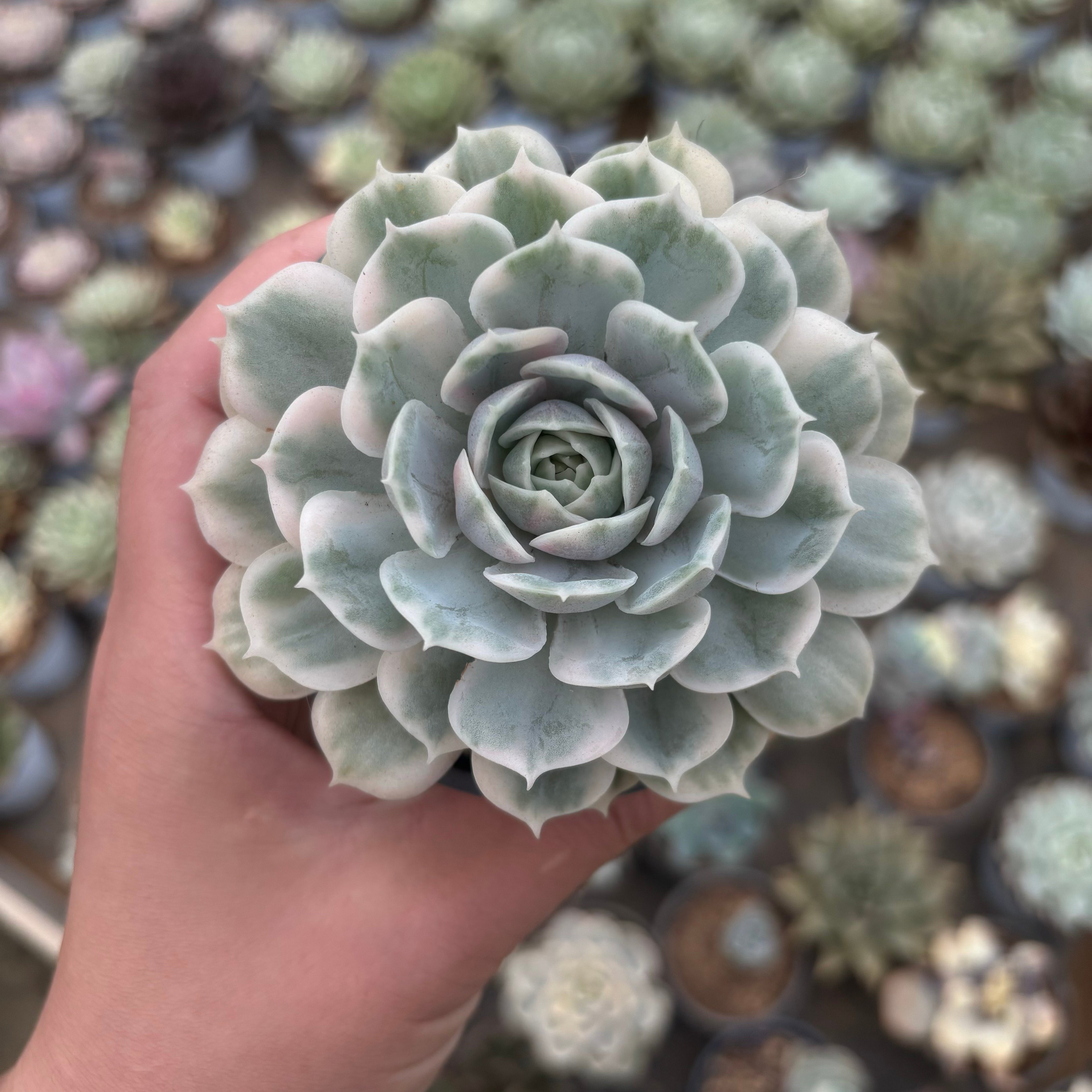 F015 エケベリア オンズロー 錦