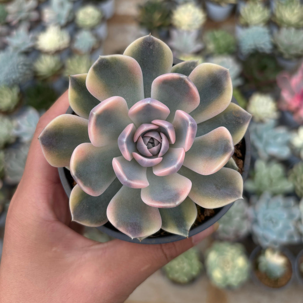 F016 エケベリアハンブルグ 錦