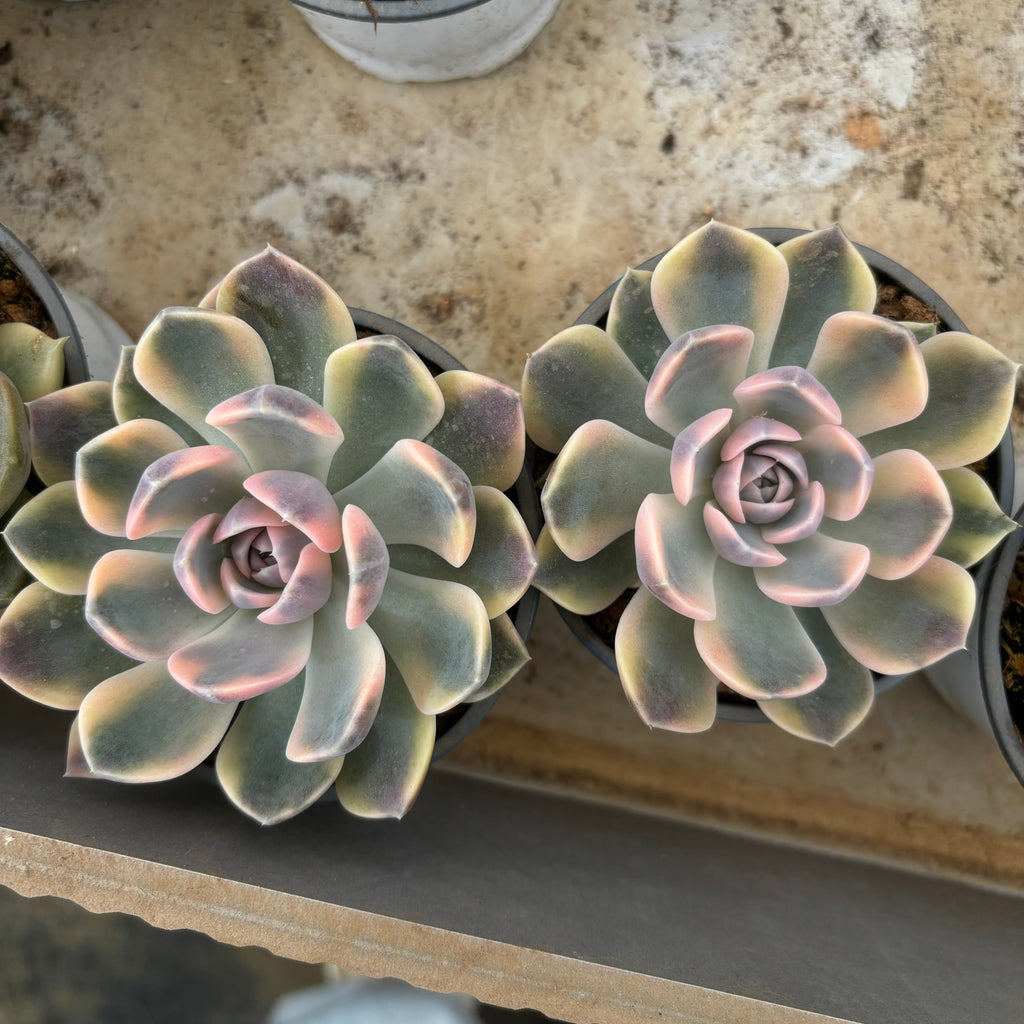 F016 エケベリアハンブルグ 錦