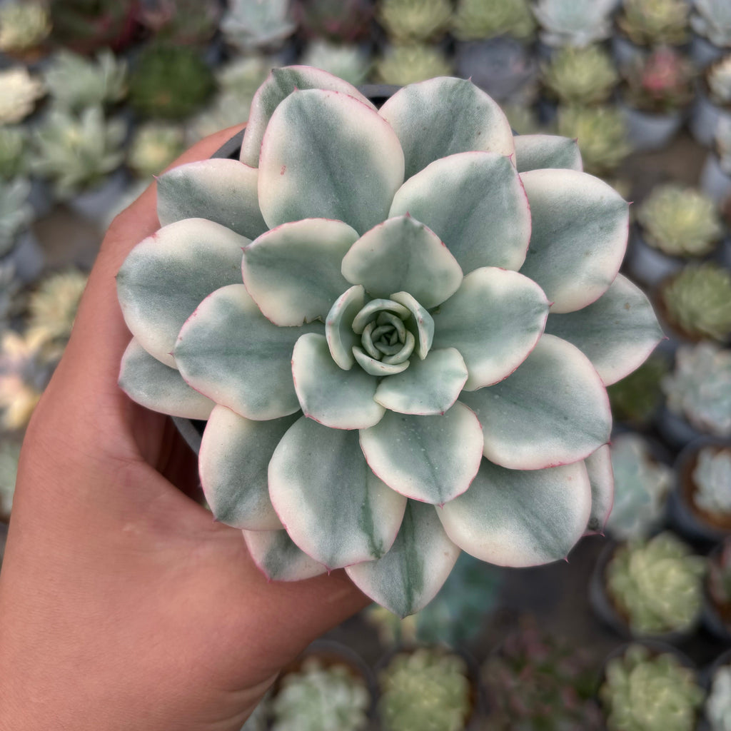 F017 エケベリア クリムピチ 錦