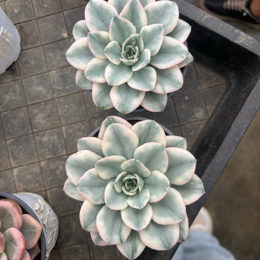 F017 エケベリア クリムピチ 錦