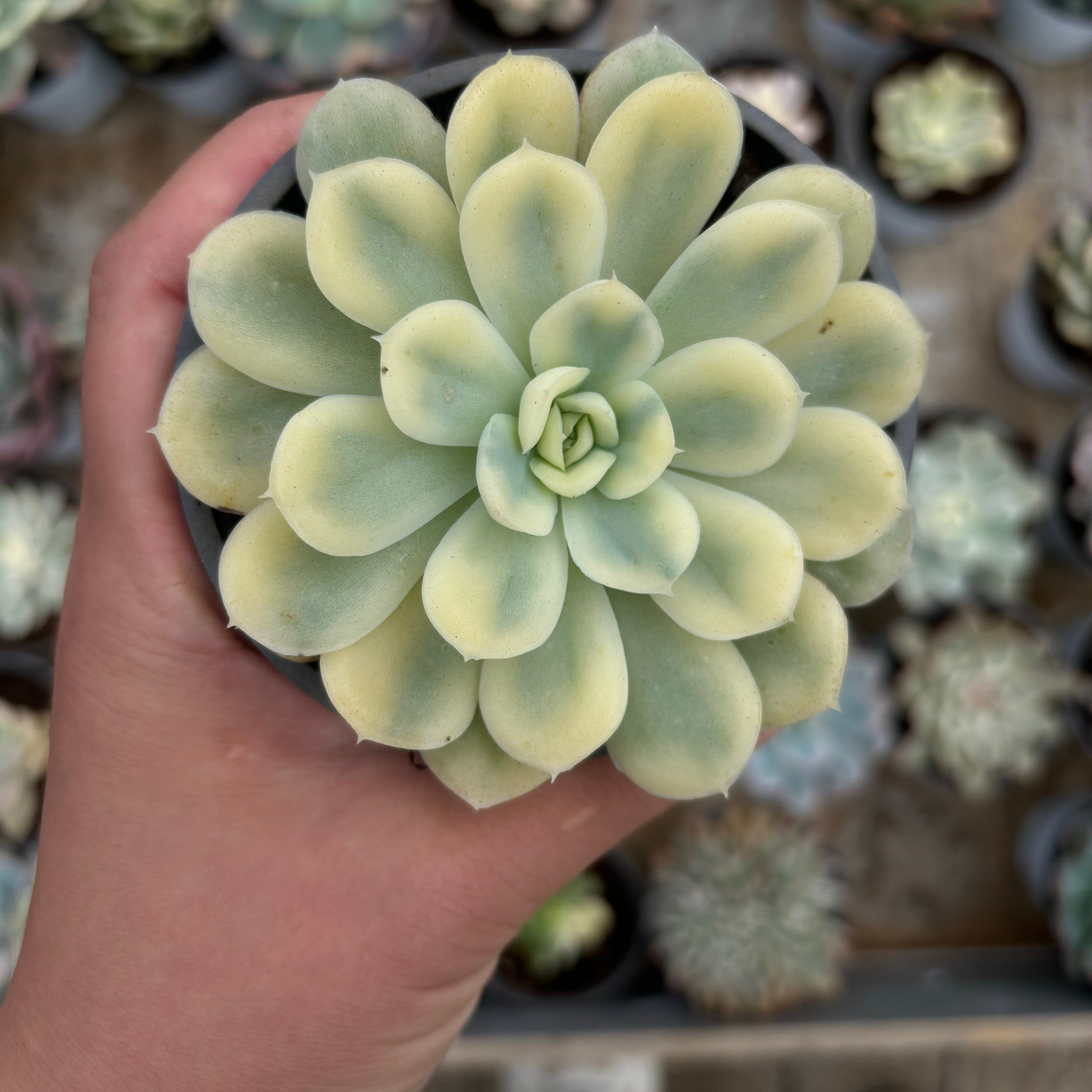 F018 エケベリア ストロベリ 錦(鉢物)