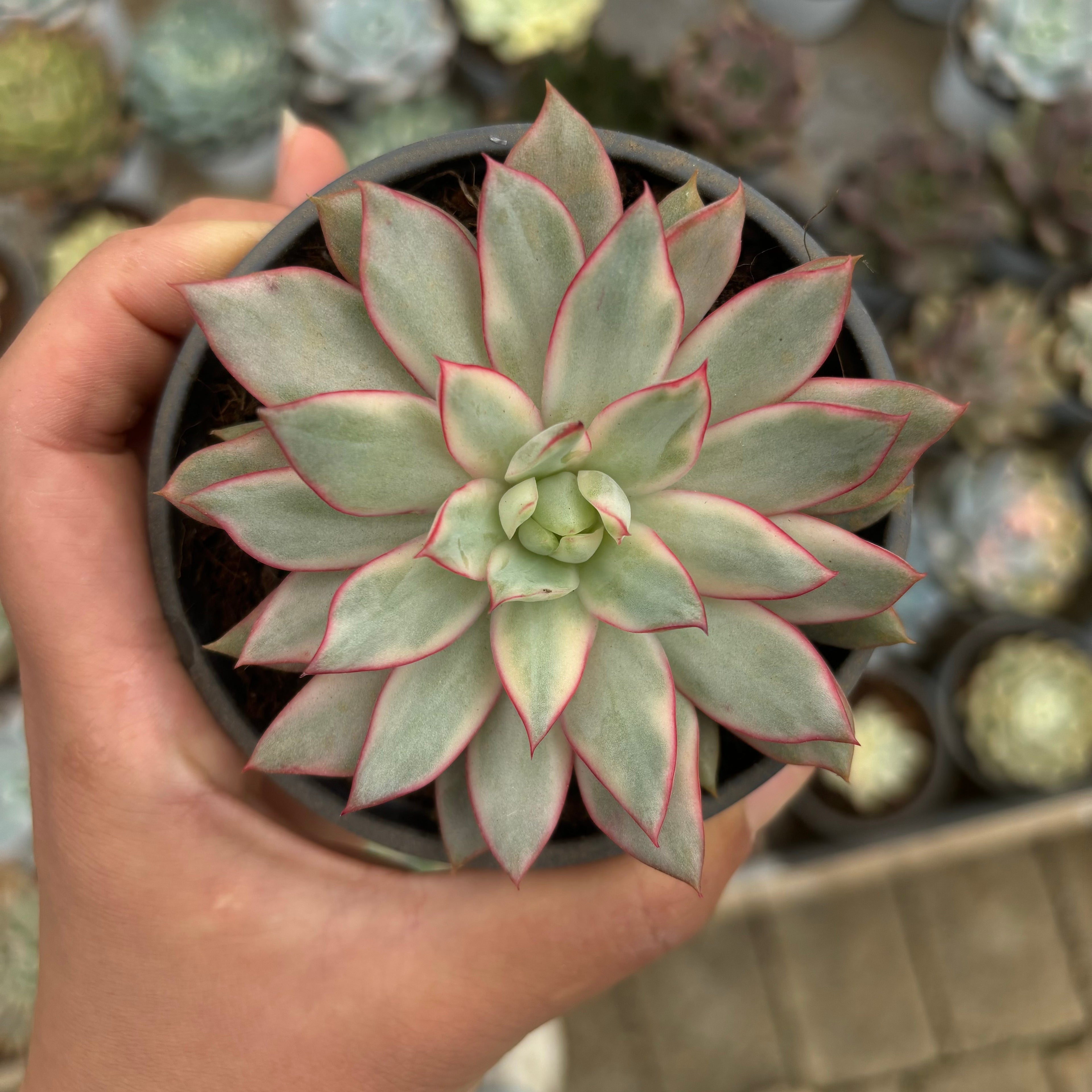 F020 エケベリアロ タス・ランプ 錦