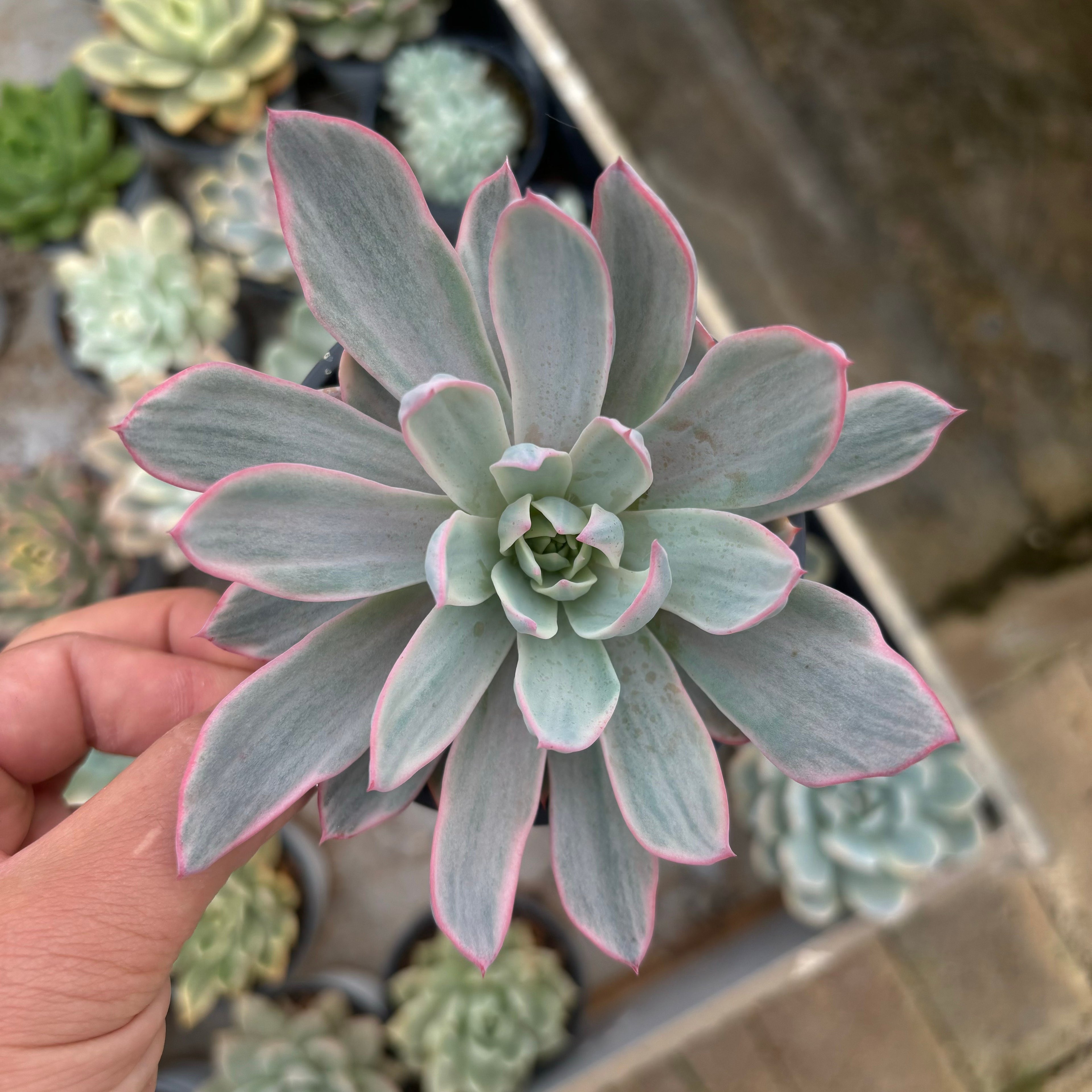 F022 エケベリアラウレンシア 錦