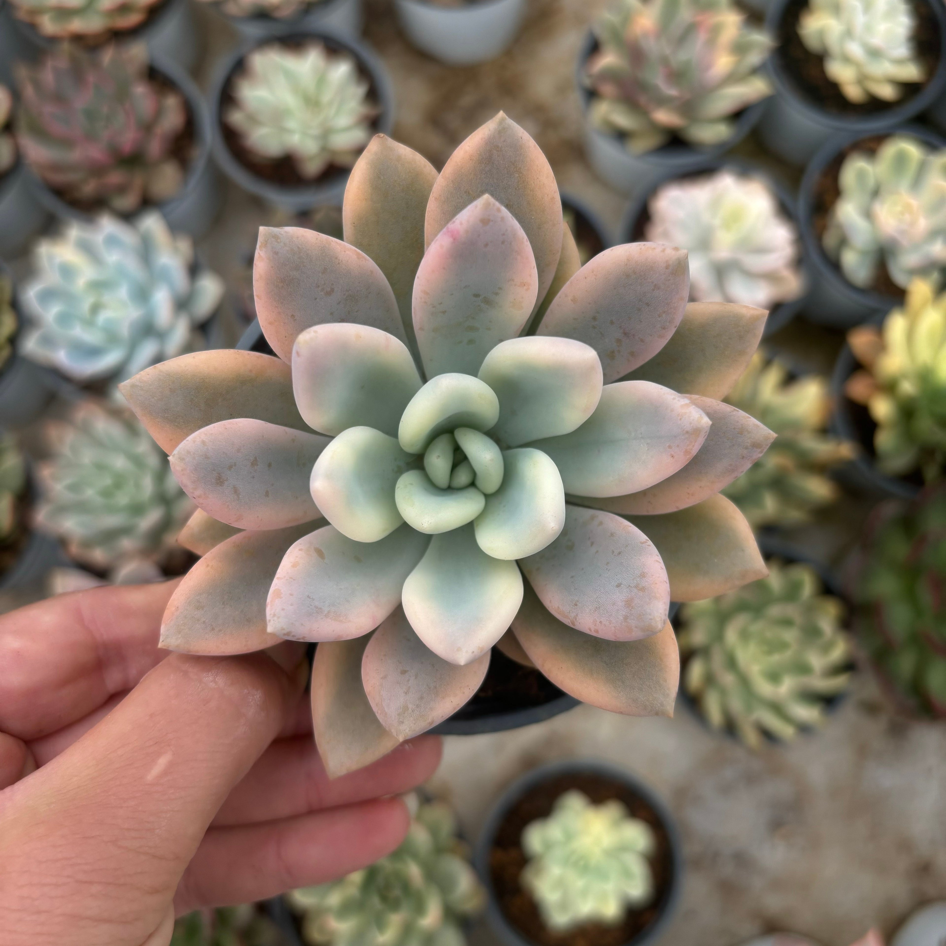 F023 エケベリア オパリナ 錦