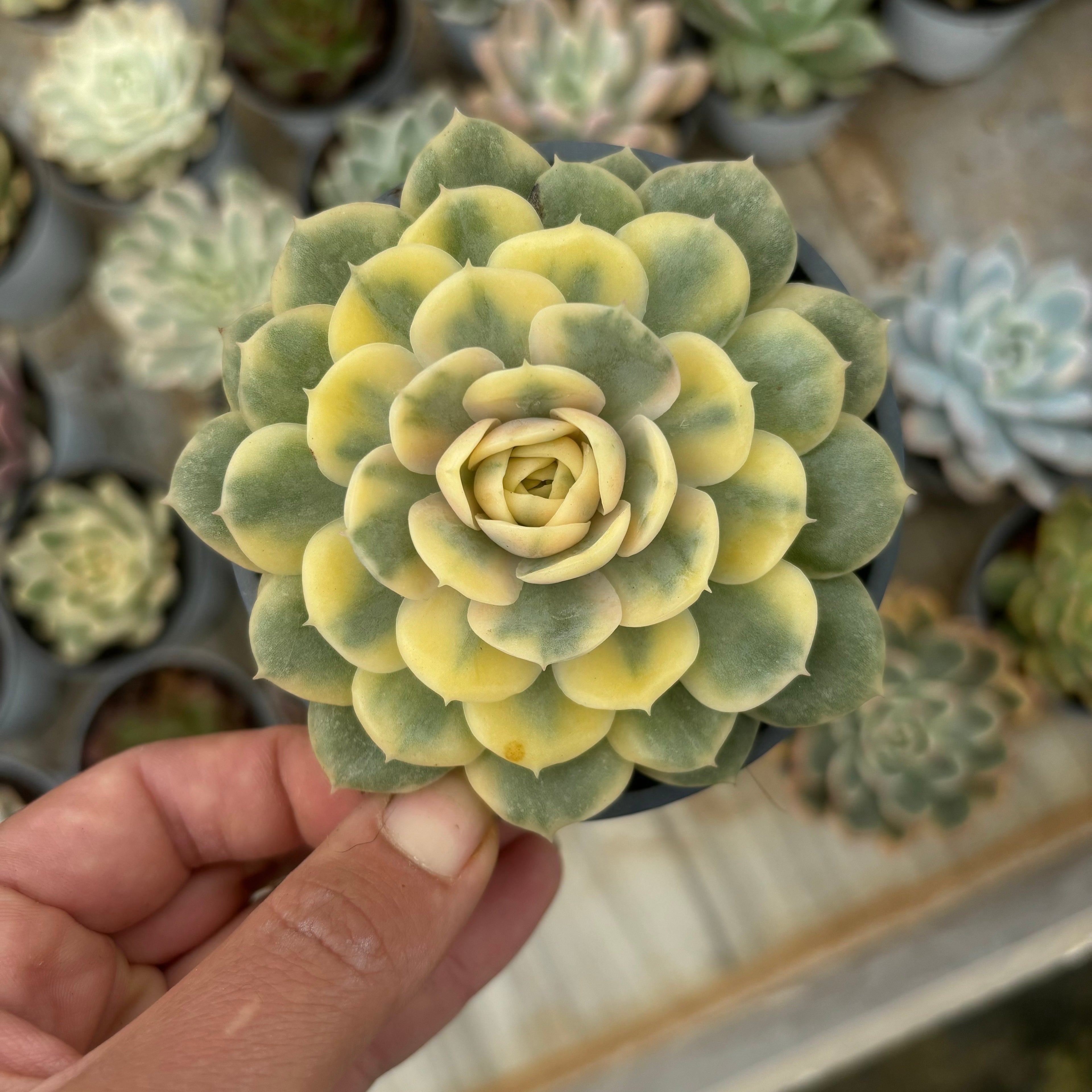 F024 エケベリアオンズロ  錦