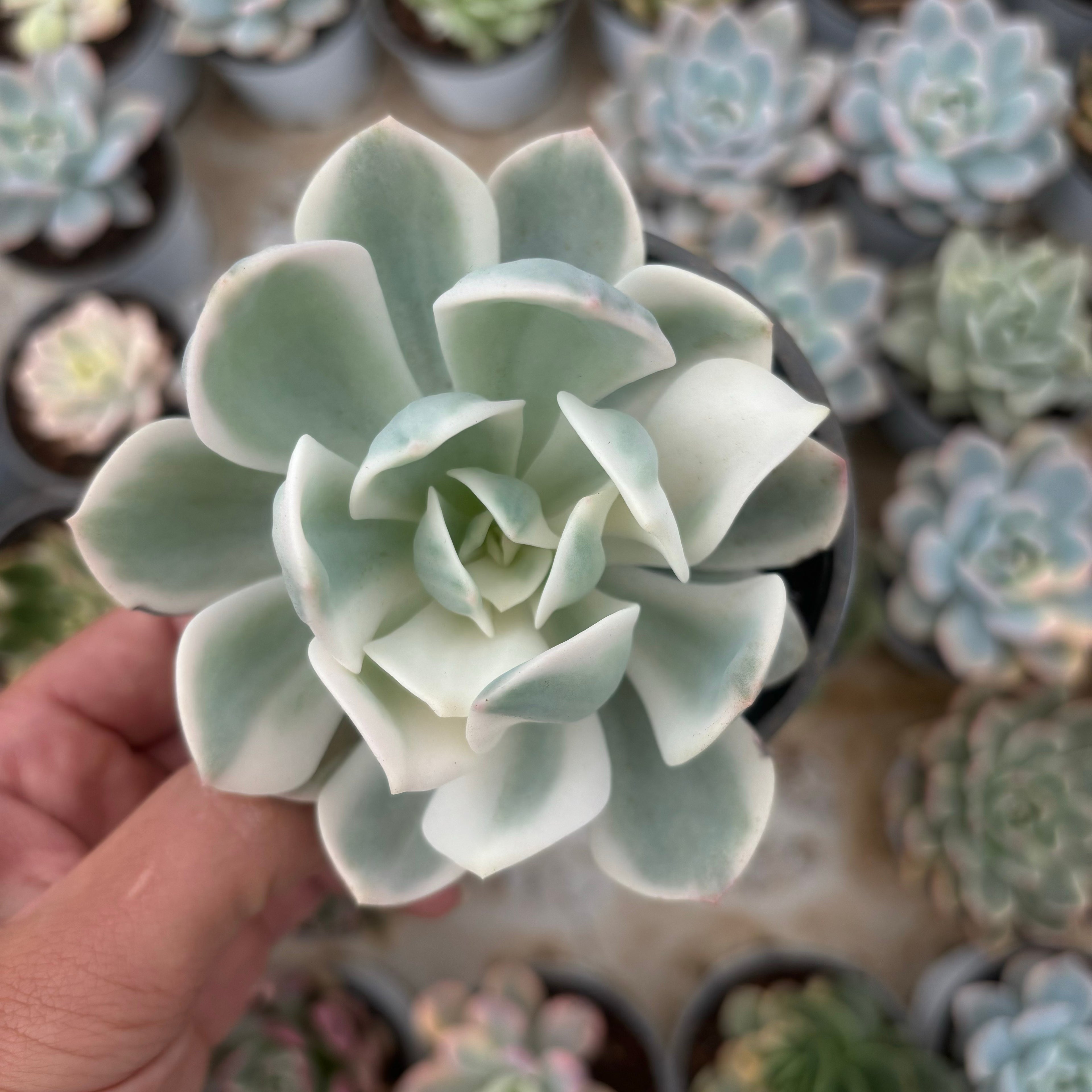 F025 エケベリアホワイトム ンライト 錦